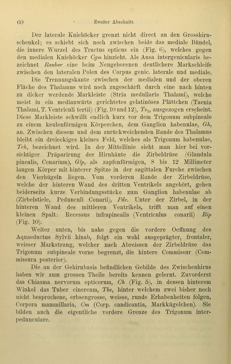 Der laterale Knieliöcker grenzt nicht direct an den Grosshirn- schenkel; es schiebt sich noch zwischen beide das mediale Bündel, die innere Wurzel des Tractus opticus ein (Fig. 6), welches gegen den medialen Kniehöcker Cgm hinzieht. Als Ansa intergenicularis be- zeichnet Rauber eine beim Neugeborenen deutlichere Markschleife zwischen den lateralen Polen des Corpus genic. laterale und mediale. Die Trennungskante zwischen der medialen und der oberen Fläche des Thalamus wird noch zugeschärft durch eine nach hinten zu dicker werdende Markleiste (Stria medullaris Thalami), welche meist in ein medianwärts gerichtetes gelatinöses Plättchen (Taenia Thalami, T. Ventriculi tertii) (Fig. 10 und 12), Tv$, ausgezogen erscheint. Diese Markleiste schwillt endlich kurz vor dem Trigonum subpineale zu einem keulenförmigen Körperchen, dem Ganglion habenulae, Gh, an. Zwischen diesem und dem zurückweichenden Eande des Thalamus bleibt ein dreieckiges kleines Feld, welches als Trigonum habenulae, Trh, bezeichnet wird. In der Mittellinie sieht man hier bei vor- sichtiger Präparirung der Hirnhäute die Zirbeldrüse (Glandula pinealis, Conarium), Glp, als zapfenförmigen, 8 bis 12 Millimeter langen Körper mit hinterer Spitze in der sagittalen Furche zwischen den Vierhügeln liegen. Vom vorderen Eande der Zirbeldrüse, welche der hinteren Wand des dritten Ventrikels angehört, gehen beiderseits kurze Verbindungsstücke zum Ganglion habenulae ab (Zirbelstiele, Pedunculi Conarii), Pdc. Unter der Zirbel, in der hinteren Wand des mittleren Ventrikels, trifft man auf einen kleinen Spalt: Eecessus infrapinealis (Ventriculus conarii) Eip (Fig. 10). Weiter unten, bis nahe gegen die vordere Oeffnung des Aquaeductus Sylvii hinab, folgt ein wohl ausgeprägter, frontaler, weisser Markstrang, welcher nach Abreissen der Zirbeldrüse das Trigonum subpineale vorne begrenzt, die hintere Commissur (Com- missura posterior). Die an der Gehirnbasis befindlichen Gebilde des Zwischenhirns haben wir zum grossen Theile bereits kennen gelernt. Zuvorderst das Chiasma nervorum opticorum, Ch (Fig. 5), in dessen hinterem Winkel das Tuber cinereum, Tbc, hinter welchem zwei bisher noch nicht besprochene, erbsengrosse, weisse, runde Erhabenheiten folgen, Corpora mammillaria, Cm (Corp. candicantia, Markkügelchen). Sie bilden auch die eigentliche vordere Grenze des Trigonum inter- pedunculare.