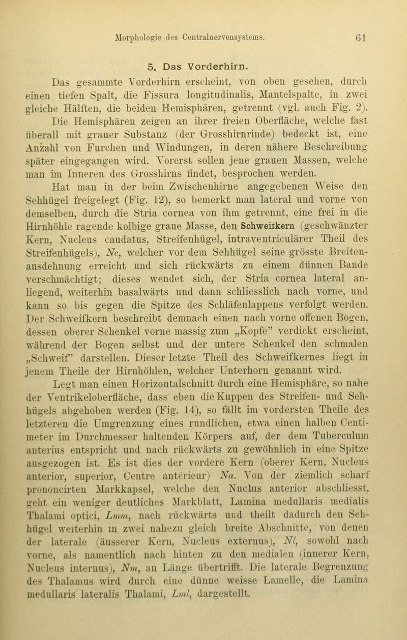 5. Das Vorderhirn. Das gesammte Vorderhirn erscheint, von oben gesehen, durch einen tiefen Spalt, die Fissnra longitudinalis, Mantelspalte, in zwei gleiche Hälften, die beiden Hemisphären, getrennt (vgl. auch Fig. 2). Die Hemisphären zeigen an ihrer freien Oberfläche, welche fast überall mit grauer Substanz (der Grosshirnrinde) bedeckt ist, eine Anzahl von Furchen und Windungen, in deren nähere Beschreibung- später eingegangen wird. Vorerst sollen jene grauen Massen, welche man im Inneren des Grosshirns findet, besprochen werden. Hat man in der beim Zwischenhirne angegebenen Weise den Sehhügel freigelegt (Fig. 12), so bemerkt man lateral und vorne von demselben, durch die Stria Cornea von ihm getrennt, eine frei in die Hirnhöhle ragende kolbige graue Masse, den Schweiikern (geschwänzter Kern. Xucleus caudatus, Streifenhügel, intraventriculärer Theil des Streifenhügels i, Ncf welcher vor dem Sehhügel seine grösste Breiten- ausdehnung erreicht und sich rückwärts zu einem dünnen Bande verschmächtigt; dieses wendet sich, der Stria Cornea lateral an- liegend, weiterhin basalwärts und dann schliesslich nach vorne, und kann so bis gegen die Spitze des Schläfenlappens verfolgt werden. Der Schweifkern beschreibt demnach einen nach vorne offenen Bogen, dessen oberer Schenkel vorne massig zum „Kopfe verdickt erscheint, während der Bogen selbst und der untere Schenkel den schmalen „Schweif' darstellen. Dieser letzte Theil des Schweifkernes liegt in jenem Theile der Hirnhöhlen, welcher Unterhorn genannt wird. Legt man einen Horizontalschnitt durch eine Hemisphäre, so nahe der Ventrikeloberfläche, dass eben die Kuppen des Streifen- und Seh- hügels abgehoben werden (Fig. 14), so fällt im vordersten Theile des Letzteren die Umgrenzung eines rundlichen, etwa einen halben Genti- meter im Durchmesser haltenden Körpers auf, der dem Tuberculum anterius entspricht und nach rückwärts zu gewöhnlich in eine Spitze ausgezogen ist. Es ist dies der vordere Kern (oberer Kern, Nucleus anterior, superior, Centre anterieur) Na. Von der ziemlich scharf prononcirten Markkapsel, welche den Nucliis anterior abschliesst, geht ein weniger deutliches Markblatt, Lamina medullaris mediaüs Thalami optici, Lmm, nach rückwärts und theilt dadurch den Seh- hügel weiterhin in zwei nahezu gleich breite Abschnitte, von denen der laterale äusserer Kern, Nucleus externus), Nf, sowohl nach vorm-, als namentlich nach hinten zu den medialen (innerer Kern. Nucleus internus), Nm, an Länge übertrifft. Die laterale Begrenzung des Thalamus wird durch eine dünne weisse Lamelle, die Lamina medullaris lateralis Thalami, Lml, dargestellt.