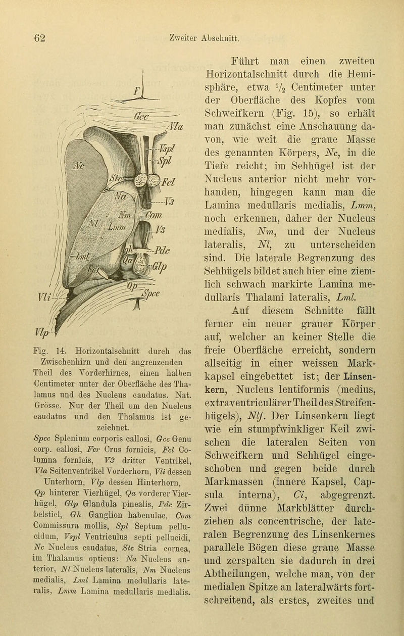 Fig. 14. Horizontalschnitt durch das Zwischenhirn und den angrenzenden Theil des Vorderhirnes, einen halben Centimeter unter der Oberfläche des Tha- lamus und des Nucleus caudatus. Nat. Grösse. Nur der Theil um den Nucleus caudatus und den Thalamus ist ge- zeichnet. Spcc Splenium corporis eallosi, Gcc Genu corp. eallosi, Fcr Orus fornieis, Fcl Co- lumna fornieis, V3 dritter Ventrikel, Via Seitenventrikel Vorderhorn, Vli dessen Unterhorn, Vlp dessen Hinterhorn, Qp hinterer Vierhügel, Qa vorderer Vier- hügel, Glp Glandula pinealis, Pdc Zir- belstiel, G7i Ganglion habenulae, Com Commissura mollis, Spl Septum pellu- cidum, Vspl Ventriculus septi pellueidi, Nc Nucleus caudatus, Sic Stria Cornea, im Thalamus opticus: Na Nucleus an- terior, Nl Nucleus lateralis, Nm Nucleus medialis, Lml Lamina medullaris late- ralis, Lmm Lamina medullaris medialis. Führt man einen zweiten Horizontalschnitt durch die Hemi- sphäre, etwa V2 Centimeter unter der Oberfläche des Kopfes vom Schweifkern (Fig. 15), so erhält man zunächst eine Anschauung da- von, wie weit die graue Masse des genannten Körpers, Nc, in die Tiefe reicht; im Sehhügel ist der Nucleus anterior nicht mehr vor- handen, hingegen kann man die Lamina medullaris medialis, Lmm, noch erkennen, daher der Nucleus medialis, Nm, und der Nucleus lateralis, Nl, zu unterscheiden sind. Die laterale Begrenzung des Sehhügels bildet auch hier eine ziem- lich schwach markirte Lamina me- dullaris Thalami lateralis, Lml. Auf diesem Schnitte fällt ferner ein neuer grauer Körper auf, welcher an keiner Stelle die freie Oberfläche erreicht, sondern allseitig in einer weissen Mark- kapsel eingebettet ist; der Linsen- kern, Nucleus lentiformis (medius, extraventriculärer Theil des Streifen- hügels), Nif. Der Linsenkern liegt wie ein stumpfwinkliger Keil zwi- schen die lateralen Seiten von Schweifkern und Sehhügel einge- schoben und gegen beide durch Markmassen (innere Kapsel, Cap- sula interna), Ci, abgegrenzt. Zwei dünne Markblätter durch- ziehen als concentrische, der late- ralen Begrenzung des Linsenkernes parallele Bögen diese graue Masse und zerspalten sie dadurch in drei Abtheilungen, welche man, von der medialen Spitze an lateralwärts fort- schreitend, als erstes, zweites und