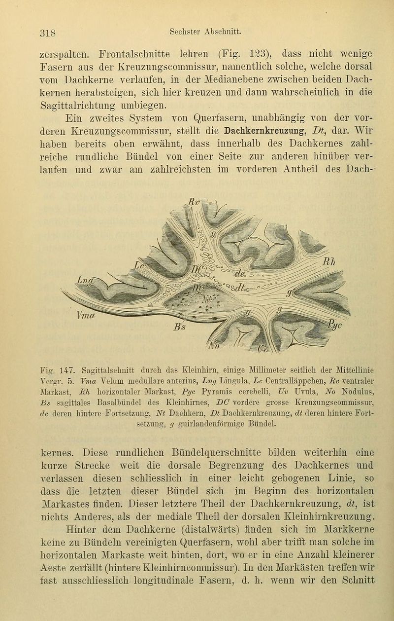 zerspalten. Frontalschnitte lehren (Fig. 123), dass nicht wenige Fasern aus der Kreuzungscommissur, namentlich solche, welche dorsal vom Dachkerne verlaufen, in der Medianebene zwischen beiden Dach- kernen herabsteigen, sich hier kreuzen und dann wahrscheinlich in die Sagittalrichtung umbiegen. Ein zweites System von Querfasern, unabhängig von der vor- deren Kreuzungscommissur, stellt die Dachkernkreuzung, Dt, dar. Wir haben bereits oben erwähnt, dass innerhalb des Dachkernes zahl- reiche rundliche Bündel von einer Seite zur anderen hinüber ver- laufen und zwar am zahlreichsten im vorderen Antheil des Dach-- sssS3,, jcU Fig. 147. Sagittalschnitt durch das Kleinhirn, einige Millimeter seitlieh der Mittellinie Vergr. 5. Vma Veluni medulläre anterius, Lng Lingula, Lc Centralläppchen, Rv ventraler Markast, Rh horizontaler Markast, Pyc Pyrainis cerebelli, Uv Uvula, No Nodulus, Bs sagittales Basalbündel des Kleinhirnes, DG vordere grosse Kreuzungscommissur, de deren hintere Fortsetzung, Nt Dachkern, Dt Dachkernkreuzung, dt deren hintere Fort- setzung, g girlandenförmige Bändel. kernes. Diese rundlichen Bündelquerschnitte bilden weiterhin eine kurze Strecke weit die dorsale Begrenzung des Dachkernes und verlassen diesen schliesslich in einer leicht gebogenen Linie, so dass die letzten dieser Bündel sich im Beginn des horizontalen Markastes finden. Dieser letztere Theil der Dachkernkreuzung, dt, ist nichts Anderes, als der mediale Theil der dorsalen Kleinhirnkreuzung. Hinter dem Dachkerne (distalwärts) finden sich im Markkerne keine zu Bündeln vereinigten Querfasern, wohl aber trifft man solche im horizontalen Markaste weit hinten, dort, wo er in eine Anzahl kleinerer Aeste zerfällt (hintere Kleinhirncommissur). In den Markästen treffen wir fast ausschliesslich löngitudinale Fasern, d. h. wenn wir den Schnitt