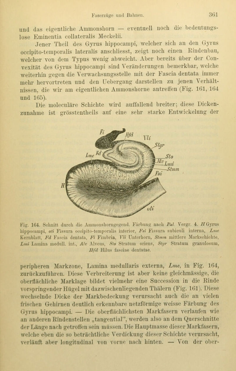 und das eigentliche Ammonshorn — eventuell noch die bedeutungs- lose Eminentia collateralis Meckelii. Jener Theil des Gyrus hippocampi, welcher sich an den Gyrus occipito-temporalis lateralis anschliesst, zeigt noch einen Rindenbau, welcher von dem Typus wenig abweicht. Aber bereits über der Con- vexität des Gyrus hippocampi sind Veränderungen bemerkbar, welche weiterhin gegen die Verwachsungsstelle mit der Fascia dentata immer mehr hervortreten und den üebergang darstellen zu jenen Verhält- nissen, die wir am eigentlichen Ammonshorne antreffen (Fig. 161, 164 und 165). Die moleculäre Schichte wird auffallend breiter; diese Dicken- zunahme ist grösstentheils auf eine sehr starke Entwickelung der . Sto 5h—Lmi Stram 164. Schnitt durch die Ammonshorngegend. Färbung nach Pal Vergr. 4. H Gyrus hippocampi, oti Fissura occipito-temporalis interior, Fsi Fissura subiculi interna, Lme Cernblatt, Fd Fascia dentata, Fi Fimbria, VU Unterhorn, Stmm mittlere Markschiehte, Lmi Lamina medull. int., Ah Alveus, 8to Stratum oriens, Stgr Stratum granülosum, Hfd Bolus fasciae dentatae. peripheren Markzone, Lamina medullaris externa, Lme, in Fig. 164, zurückzufahren. Diese Verbreiterung ist aber keine gleichmässige, die oberflächliche Marklage bildet vielmehr eine Succession in die Rinde vorspringender Hügel mit dazwischenliegenden Thälern (Fig. 161), Diese wechselnde Dicke der Markbedeckung verursacht auch die an vielen frischen Gehirnen deutlich erkennbare netzförmige weisse Färbung des Gyrua hippocampi — Die oberflächlichsten Markfasern verlaufen wie an anderen Bindenstellen „tangential, werden ;ilso an dem Querschnitte der Länge nach getroffen sein müssen. I He Hauptmasse dieser Markfasern, welche eben die so beträchtliche Verdickung dieser Schichte verursacht, verläuft aber Longitudinal von vorne Dach hinten. — Von der ober-