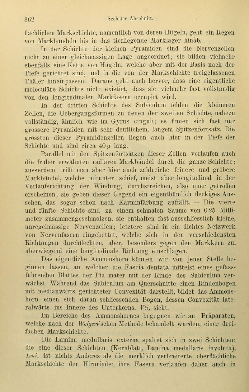 fachlichen Markschichte, namentlich von deren Hügeln, geht ein Regen von Markbündeln bis in das tiefliegende Marklager hinab. In der Schichte der kleinen Pyramiden sind die Nervenzellen nicht zu einer gleichmässigen Lage angeordnet; sie bilden vielmehr ebenfalls eine Kette von Hügeln, welche aber mit der Basis nach der Tiefe gerichtet sind, und in die von der Markschichte freigelassenen Thäler hineinpassen. Daraus geht auch hervor, dass eine eigentliche moleculäre Schichte nicht existirt, dass sie vielmehr fast vollständig von den longitudinalen Markfasern occupirt wird. In der dritten Schichte des Subiculum fehlen die kleineren Zellen, die Uebergangsformen zu denen der zweiten Schichte, nahezu vollständig, ähnlich wie im G-yrus cinguli; es finden sich fast nur grössere Pyramiden mit sehr deutlichem, langem Spitzenfortsatz. Die grössten dieser Pyramidenzellen liegen auch hier in der Tiefe der Schichte und sind circa 40 {i lang. Parallel mit den Spitzenfortsätzen dieser Zellen verlaufen auch die früher erwähnten radiären Markbündel durch die ganze Schichte; ausserdem trifft man aber hier auch zahlreiche feinere und gröbere Markbündel, welche mitunter schief, meist aber longitudinal in der Verlaufsrichtung der Windung, durchstreichen, also quer getroffen erscheinen; sie geben dieser Gegend ein eigenthümlich fleckiges Aus- sehen, das sogar schon nach Karminfärbung auffällt. — Die vierte und fünfte Schichte sind zu einem schmalen Saume von 025 Milli- meter zusammengeschmolzen, sie enthalten fast ausschliesslich kleine, unregelmässige Nervenzellen; letztere sind in ein dichtes Netzwerk von Nervenfasern eingebettet, welche sich in den verschiedensten Richtungen durchflechten, aber, besonders gegen den Markkern zu, überwiegend eine longitudinale Richtung einschlagen. Das eigentliche Ammonshorn können wir von jener Stelle be- ginnen lassen, an welcher die Fascia dentata mittelst eines gefäss- führenden Blattes der Pia mater mit der Rinde des Subiculum ver- wächst. Während das Subiculum am Querschnitte einen Rindenbogen mit medianwärts gerichteter Convexität darstellt, bildet das Ammons- horn einen sich daran schliessenden Bogen, dessen Convexität late- ralwärts ins Innere des Unterhorns, Vli, sieht. Im Bereiche des Ammonshornes begegnen wir an Präparaten, welche nach der Weigert'sehen Methode behandelt wurden, einer drei- fachen Markschichte. Die Lamina medullaris externa spaltet sich in zwei Schichten; die eine dieser Schichten (Kernblatt, Lamina medullaris involuta), Lmi, ist nichts Anderes als die merklich verbreiterte oberflächliche Markschichte der Hirnrinde; ihre Fasern verlaufen daher auch in