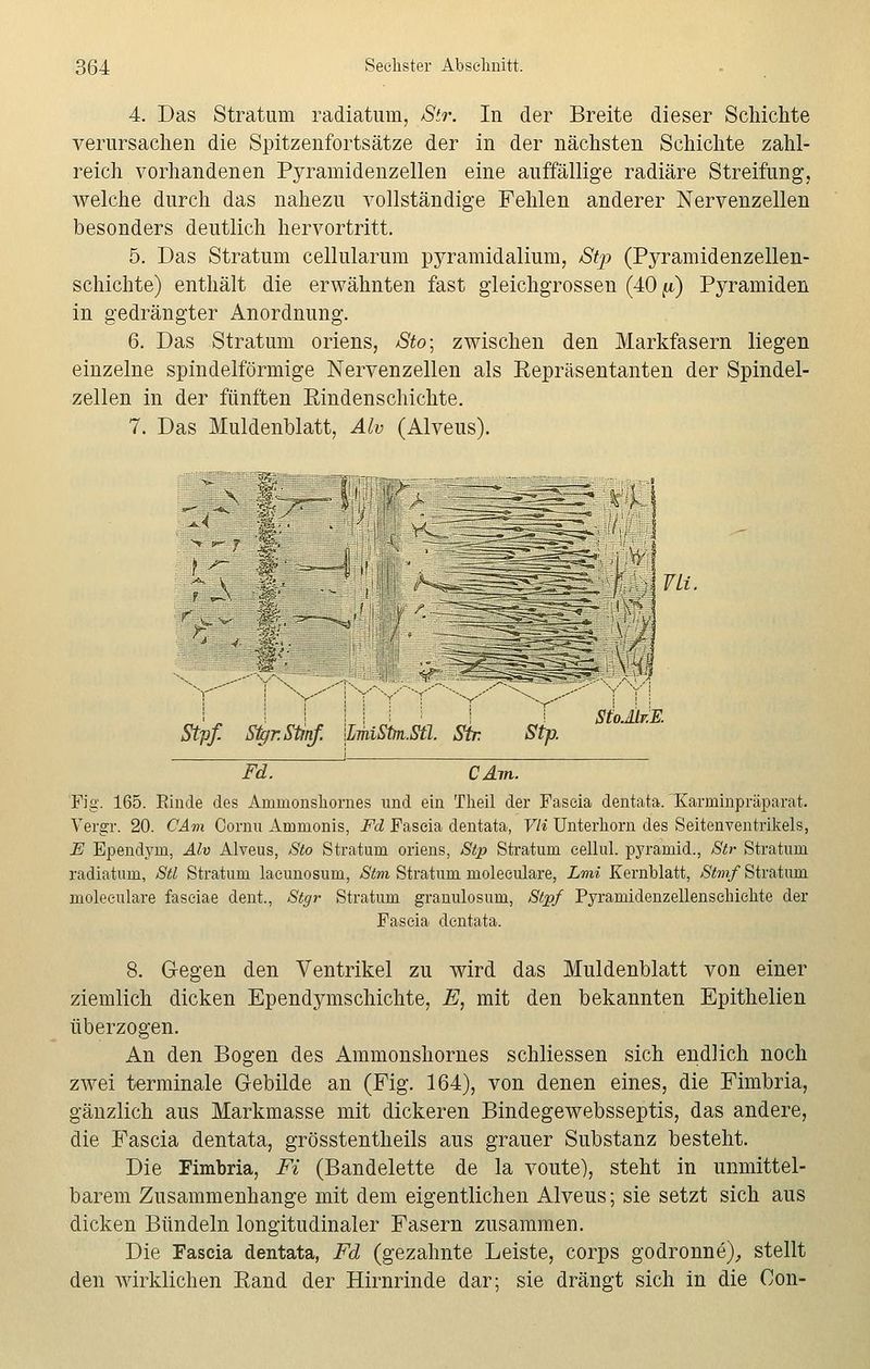 4. Das Stratum radiatum, /Str. In der Breite dieser Schichte verursachen die Spitzenfortsätze der in der nächsten Schichte zahl- reich vorhandenen Pyramidenzellen eine auffällige radiäre Streifung, welche durch das nahezu vollständige Fehlen anderer Nervenzellen besonders deutlich hervortritt. 5. Das Stratum cellularum pyramidalium, Stj) (Pyramidenzellen- schichte) enthält die erwähnten fast gleichgrossen (40^) Pyramiden in gedrängter Anordnung. 6. Das Stratum oriens, Sto; zwischen den Markfasern liegen einzelne spindelförmige Nervenzellen als Repräsentanten der Spindel- zellen in der fünften Eindenschichte. 7. Das Muldenblatt, Älv (Alveus). ^4 i „ ! ! | I i StoMv.B. Stpf. Styr.StmJ. \LMStirt.Stl. Str. Stp. Fd. '~ CÄm. Fig. 165. Rinde des Animonshornes und ein Theil der Faseia dentata. Karminpräparat. Yergr. 20. CAm Cornu Ammonis, Fd Faseia dentata, Vli Unterhorn des Seitenventrikels, JE Bpendym, Alv Alveus, Sto Stratum oriens, Stp Stratum eellul. pyramid., Str Stratum radiatum, SU Stratum lacunosum, Stm Stratum moleeulare, Lmi Kernblatt, Stmf Stratum moleculare fasciae dent., Stgr Stratum granulosum, Stpf Pyramidenzellensehichte der Fascia dentata. 8. Gegen den Ventrikel zu wird das Muldenblatt von einer ziemlich dicken Ependymschichte, E, mit den bekannten Epithelien überzogen. An den Bogen des Ammonshornes schliessen sich endlich noch zwei terminale Gebilde an (Fig. 164), von denen eines, die Fimbria, gänzlich aus Markmasse mit dickeren Bindegewebsseptis, das andere, die Fascia dentata, grösstentheils aus grauer Substanz besteht. Die Fimbria, Fi (Bandelette de la voute), steht in unmittel- barem Zusammenhange mit dem eigentlichen Alveus; sie setzt sich aus dicken Bündeln longitudinaler Fasern zusammen. Die Fascia dentata, Fd (gezahnte Leiste, corps godronne), stellt den wirklichen Rand der Hirnrinde dar; sie drängt sich in die Con-