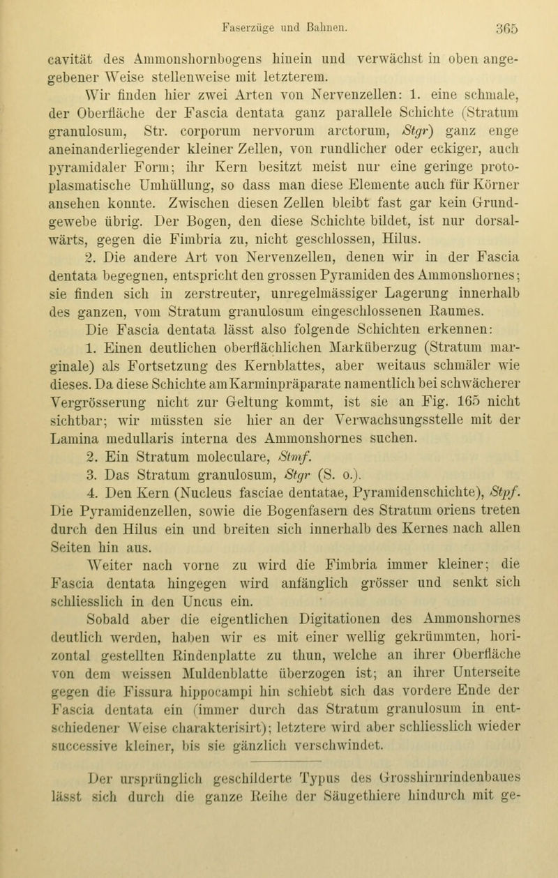 cavität des Aminonshornbogens hinein und verwächst in oben ange- gebener Weise stellenweise mit letzterem. Wir finden hier zwei Arten von Nervenzellen: 1. eine schmale, der Oberfläche der Fascia dentata ganz parallele Schichte (Stratum granulosum, Str. corporum nervorum arctorum, <Stgr) ganz enge aneinanderliegender kleiner Zellen, von rundlicher oder eckiger, auch pyramidaler Form; ihr Kern besitzt meist nur eine geringe proto- plasmatische Umhüllung, so dass man diese Elemente auch für Körner ansehen konnte. Zwischen diesen Zellen bleibt fast gar kein Grund- gewebe übrig. Der Bogen, den diese Schichte bildet, ist nur dorsal- wärts, gegen die Fimbria zu, nicht geschlossen, Hilus. 2. Die andere Art von Nervenzellen, denen wir in der Fascia dentata begegnen, entspricht den grossen Pyramiden des Ammonshornes; sie finden sich in zerstreuter, unregelmässiger Lagerung innerhalb des ganzen, vom Stratum granulosum eingeschlossenen Eaumes. Die Fascia dentata lässt also folgende Schichten erkennen: 1. Einen deutlichen oberflächlichen Marküberzug (Stratum mar- ginale) als Fortsetzung des Kernblattes, aber weitaus schmäler wie dieses. Da diese Schichte am Karminpräparate namentlich bei schwächerer Vergrösserung nicht zur Geltung kommt, ist sie an Fig. 165 nicht sichtbar; wir müssten sie hier an der Verwachsungsstelle mit der Lamina medullaris interna des Ammonshornes suchen. 2. Ein Stratum moleculare, Straf. 3. Das Stratum granulosum, Stgr (S. o.). 4. Den Kern (Nucleus fasciae dentatae, Pyramidenschichte), Stpf. Die Pyramidenzellen, sowie die Bogenfasern des Stratum oriens treten durch den Hilus ein und breiten sich innerhalb des Kernes nach allen Seiten hin aus. Weiter nach vorne zu wird die Fimbria immer kleiner; die Pascia dentata hingegen wird anfänglich grösser und senkt sich schliesslich in den Uncus ein. Sobald aber die eigentlichen Digitationen des Ammonshornes deutlich werden, haben wir es mit einer wellig gekrümmten, hori- zontal gestellten Rindenplatte zu thun, welche an ihrer Oberfläche von dem weissen Muldenblatte überzogen ist; an ihrer Unterseite n die Fissura hippocampi hin schiebt sich das vordere Ende der Fascia dentata ein (immer durch das Stratum granulosum in ent- schiedener Weise eharakterisirt); letztere wird aber schliesslich wieder Baccessive kleiner, bis sie gänzlich verschwindet. Der ursprünglich geschilderte Typus des örosshirnrindenbaues sie|, durch die ganze Reihe der Säugethiere hindurch mit ge-
