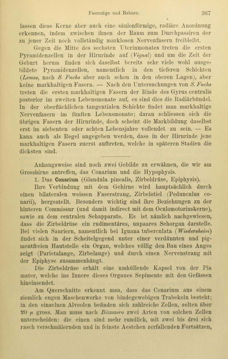 lassen diese Kerne aber auch eine säulenförmige, radiäre Anordnung erkennen, indem zwischen ihnen der Raum zum Durchpassiren der zu jener Zeit noch vollständig marklosen Nervenfasern freibleibt. Gegen die Mitte des sechsten Uterinmonates treten die ersten Pyramidenzellen in der Hirnrinde auf (Vignal) und um die Zeit der Geburt herum finden sich daselbst bereits sehr viele wohl ausge- bildete P^Tamidenzellen, namentlich in den tieferen Schichten (Lemos, nach S. Fuchs aber auch schon in den oberen Lagen), aber keine markhaltigen Fasern. — Nach den Untersuchungen von S. Fuchs treten die ersten markhaltigen Fasern der Einde des Gyrus centralis posterior im zweiten Lebensmonate auf, es sind dies die Radiärbündel. In der oberflächlichen tangentialen Schichte findet man markhaltige Nervenfasern im fünften Lebensmonate; daran schliessen sich die übrigen Fasern der Hirnrinde, doch scheint die Markbildung daselbst erst im siebenten oder achten Lebensjahre vollendet zu sein. — Es kann auch als Regel angegeben werden, dass in der Hirnrinde jene markhaltigen Fasern zuerst auftreten, welche in späteren Stadien die dicksten sind. Anhangsweise sind noch zwei Gebilde zu erwähnen, die wir am Grosshirne antreffen, das Conarium und die Hypophysis. 1. Das Conarium (Glandula pinealis, Zirbeldrüse, Epiphysis). Ihre Verbindung mit dem Gehirne wird hauptsächlich durch einen bilateralen weissen Faserstrang, Zirbelstiel (Pedunculus co- narii), hergestellt. Besonders wichtig sind ihre Beziehungen zu der hinteren Commissur (und damit indirect mit dem Oculomotoriuskerne), sowie zu dem centralen Sehapparate. Es ist nämlich nachgewiesen, dass die Zirbeldrüse ein rudimentäres, unpaares Sehorgan darstelle. Bei vielen Sauriern, namentlich bei Iguana tuberculata (Wiedersheim) findet sich in der Scheitelgegend unter einer verdünnten und pig- mentfreien Hautstelle ein Organ, welches völlig den Bau eines Auges zeigt iTarietalauge, Zirbelauge) und durch einen Nervenstrang mit der Epiphyse zusammenhängt. Die Zirbeldrüse erhält eine umhüllende Kapsel von der Pia mater, welche ins Innere dieses Organes Sepimente mit den Gefässen bineinsendet Am Querschnitte erkennt man, dass das Conarium aus einem ziemlich engen Maschenwerke von bindegewebigen Trabekeln besteht; in den einzelnen Alveolen befinden sich zahlreiche Zellen, selten über 20 ii gross. Man muss nach Bizzozero zwei Arten von solchen Zellen unterscheiden: die ••inen sind mehr rundlich, mit zwei bis drei sich rasch verschmälernden und in feinste Anstehen zerfallenden Fortsätzen,