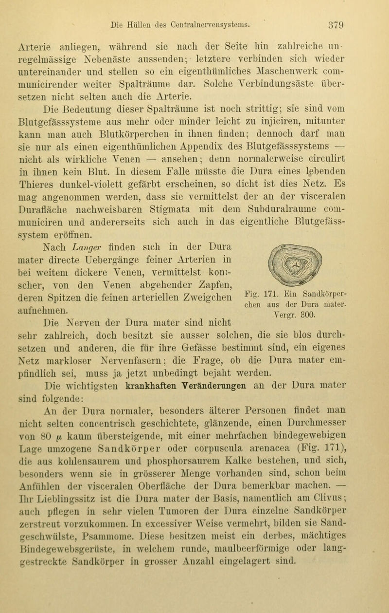Arterie anliegen, während sie nach der Seite hin zahlreiche un- regelmässige Nebeiläste aussenden; letztere verbinden sich wieder untereinander und stellen so ein eigenthümliches Maschenwerk com- municirender weiter Spalträume dar. Solche Verbindungsäste über- setzen nicht selten auch die Arterie. Die Bedeutung dieser Spalträume ist noch strittig; sie sind vom Blutgefässsysteme aus mehr oder minder leicht zu injiciren, mitunter kann man auch Blutkörperchen in ihnen finden; dennoch darf man sie nur als einen eigenthümlichen Appendix des Blutgefässsystems — nicht als wirkliche Venen — ansehen; denn normalerweise circulirt in ihnen kein Blut. In diesem Falle müsste die Dura eines lebenden Thieres dunkel-violett gefärbt erscheinen, so dicht ist dies Netz. Es mag angenommen werden, dass sie vermittelst der an der visceralen Durafläche nachweisbaren Stigmata mit dem Subduralraume com- municiren und andererseits sich auch in das eigentliche Blutgefäss- system eröffnen. Nach Langer finden sich in der Dura mater directe Uebergänge feiner Arterien in bei weitem dickere Venen, vermittelst koni- scher, von den Venen abgehender Zapfen, deren Spitzen die feinen arteriellen Zweigchen Fi§- m- Ein Saadköiper- _ . eben aus der Dura inater. aufnehmen. Yergl. 300 Die Nerven der Dura inater sind nicht sehr zahlreich, doch besitzt sie ausser solchen, die sie blos durch- setzen und anderen, die für ihre Gefässe bestimmt sind, ein eigenes Netz markloser Nervenfasern; die Frage, ob die Dura inater em- pfindlich sei, muss ja jetzt unbedingt bejaht werden. Die wichtigsten krankhaften Veränderungen an der Dura mater sind folgende: An der Dura normaler, besonders älterer Personen findet man nicht selten concentrisch geschichtete, glänzende, einen Durchmesser von 80 ^ kaum übersteigende, mit einer mehrfachen bindegewebigen Lage umzogene Sandkörper oder corpuscula arenacea (Fig. 171), die aus kohlensaurem und phosphorsaurem Kalke bestehen, und sich, besonders wenn sie in grösserer Menge vorhanden sind, schon beim Anfühlen der visceralen Oberfläche der Dura bemerkbar machen. — Ihr Lieblingssitz ist die Dura mater der Basis, namentlich amClivus; anch pflegen in sehr vielen Tumoren der Dura einzelne Sandkörper zerstreut vorzukommen. In excessiver Weise vermehrt, bilden sie Sand- tiwülste, Psammome. Diese besitzen meist ein derbes, mächtiges Bindegewebsgerüste, in welchem runde, maulbeerförmige oder lang- gestreckte Sandkörper in grosser Anzahl eingelagert sind.