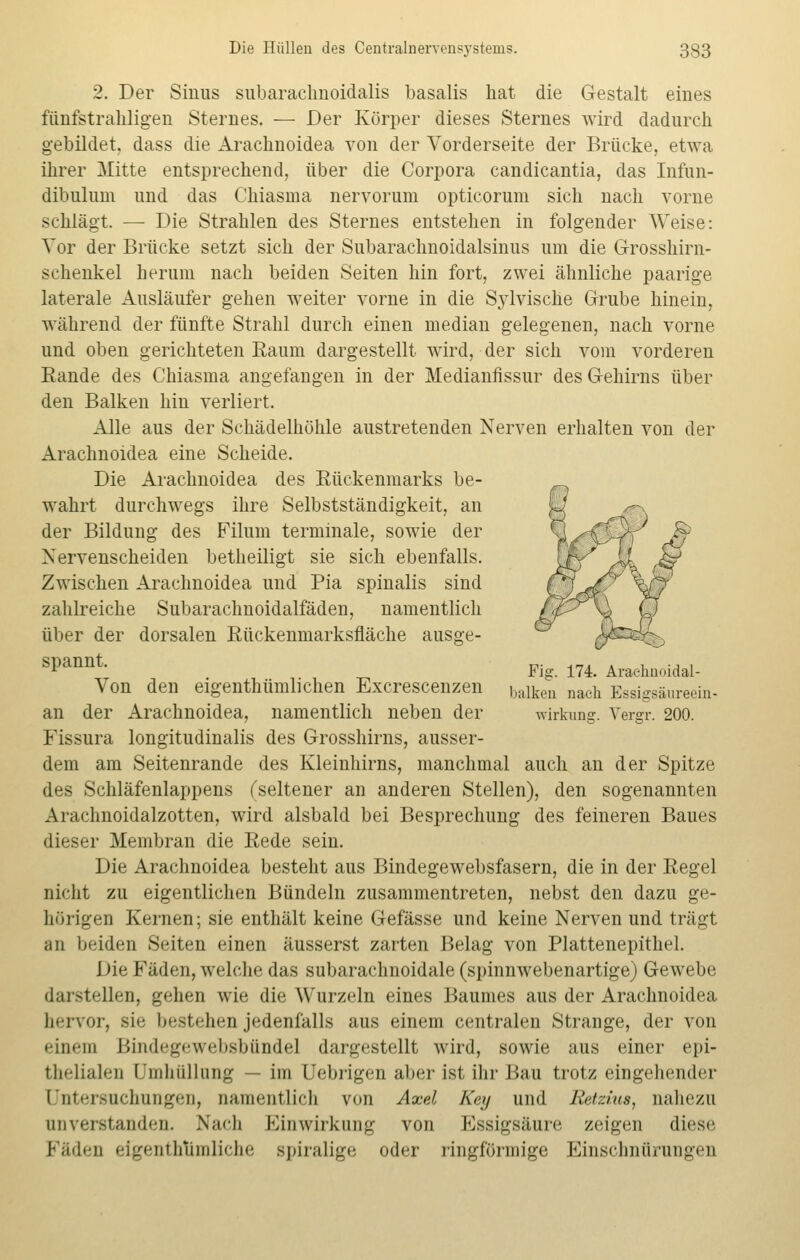 2. Der Sinus subaraclmoidalis basalis hat die Gestalt eines fünfstrahligen Sternes. — Der Körper dieses Sternes wird dadurch gebildet, dass die Arachnoidea von der Vorderseite der Brücke, etwa ihrer Mitte entsprechend, über die Corpora candicantia, das Infun- dibulum und das Chiasma nervorum opticorum sich nach vorne schlägt. — Die Strahlen des Sternes entstehen in folgender Weise: Vor der Brücke setzt sich der Subarachnoidalsinus um die Grosshirn- schenkel herum nach beiden Seiten hin fort, zwei ähnliche paarige laterale Ausläufer gehen weiter vorne in die Sylvische Grube hinein, während der fünfte Strahl durch einen median gelegenen, nach vorne und oben gerichteten Raum dargestellt wird, der sich vom vorderen Rande des Chiasma angefangen in der Medianfissur des Gehirns über den Balken hin verliert. Alle aus der Schädelhöhle austretenden Nerven erhalten von der Arachnoidea eine Scheide. Die Arachnoidea des Rückenmarks be- wahrt durchwegs ihre Selbstständigkeit, an der Bildung des Filum terminale, sowie der Xervenscheiden betheiligt sie sich ebenfalls. Zwischen Arachnoidea und Pia spinalis sind zahlreiche Subarachnoidalfäden, namentlich über der dorsalen Rückenmarksfläche ausge- Spannt Fig. 174. Arachnoidal- Von den eigenthümlichen Excrescenzen balken naeh Essigsäureein. an der Arachnoidea, namentlich neben der Wirkung. Vergr. 200. Fissura longitudinalis des Grosshirns, ausser- dem am Seitenrande des Kleinhirns, manchmal auch an der Spitze des Schläfenlappens (seltener an anderen Stellen), den sogenannten Arachnoidalzotten, wird alsbald bei Besprechung des feineren Baues dieser Membran die Rede sein. Die Arachnoidea besteht aus Bindegewebsfasern, die in der Regel nicht zu eigentlichen Bündeln zusammentreten, nebst den dazu ge- hörigen Kernen; sie enthält keine Gefässe und keine Nerven und trägt an beiden Seiten einen äusserst zarten Belag von Plattenepithel. Die Fäden, welche <las subarachnoidale (spinnwebenartige) Gewebe darstellen, gehen wie die Wurzeln eines Baumes aus der Arachnoidea hervor, sie bestehen jedenfalls aus einem centralen Strange, der von einem Bindegewebsbündel dargestellt wird, sowie aus einer epi- thelialen Umhüllung — im Uebrigen aber ist ihr Bau trotz eingehender Untersuchungen, namentlich von Axel Key und Retzius, nahezu anverstanden. Nach Einwirkung von Essigsäure zeigen diese Fäden eigentümliche spiralige oder ringförmige Einschnürungen