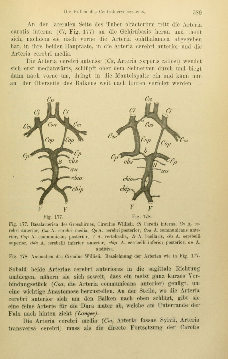 An der lateralen Seite des Tuber olfactorium tritt die Arteria carotis interna (CY, Fig. 177) an die Gehirnbasis heran und tlieilt sieh, nachdem sie nach vorne die Arteria ophthalamica abgegeben hat, in ihre beiden Hauptäste, in die Arteria cerebri anterior und die Arteria cerebri media. Die Arteria cerebri anterior (Ca, Arteria corporis callosi) wendet sich erst medianwärts, schlüpft ober dem Sehnerven durch und biegt dann nach vorne um, dringt in die Mantelspalte ein und kann nun an der Oberseite des Balkens weit nach hinten verfolgt werden. —. Fig. 177. Fig. 178. Fig. 177. Basalarterien des Grosshirnes, Cireulus Willisii. Ci Carotis interna, Ca A. ce- rebri anterior. Cm A. cerebri media, Cp A. cerebri posterior, Coa A. communicans ante- rior, Oop A. communicans posterior, V A. vertebralis, B A. basilaris, cbs A. eerebelli superior. cbia A. eerebelli inferior anterior, cbip A. eerebelli inferior posterior, au A. auditiva. Fig. 178 Anomalien des Cireulus Willisii. Bezeichnung der Arterien wie in Fig. 177. Sobald beide Arteriae cerebri anteriores in die sagittale Richtung umbiegen, nähern sie sich soweit, dass ein meist ganz kurzes Ver- bindungsstück (Coa, die Arteria communicans anterior) genügt, um eine wichtige Anastomose herzustellen. An der Stelle, wo die Arteria cerebri anterior sich um den Beiken muh oben schlägt, gibt sie eine feine Arterie für dm I)ura mater ab, welche am Unterrande der Falx nach hinten zieht (Langer). Die Arteria cerebri media (CW, Arteria (ossär Sylvii, Arteria transversa cerebri muss als die directe Fortsetzung der Carotis