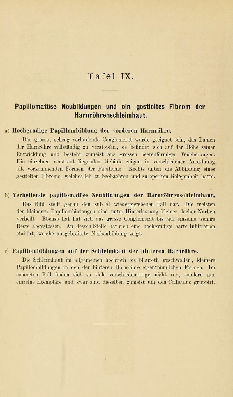 Tafel IX. Papillomatöse Neubildungen und ein gestieltes Fibrom der Harnröhrenschleimhaut. a) Hochgradige Papilloinbildung der vorderen Harnröhre. Das grosse, schräg verlaufende Conglomerat würde geeignet sein, das Lumen der Harnröhre vollständig zu verstopfen; es befindet sich auf der Höhe seiner Entwicklung und besteht zumeist aus grossen beerenförmigen Wucherungen. Die einzelnen verstreut liegenden Gebilde zeigen in verschiedener Anordnung alle vorkommenden Formen der Papillome. Eechts unten die Abbildung eines gestielten Fibroms, welches ich zu beobachten und zu operiren Gelegenheit hatte. b) Verheilende papillomatöse Neubildungen der Harnröhrenschleinihant. Das Bild stellt genau den sub a) wiedergegebenen Fall dar. Die meisten der kleineren Papillombildungen sind unter Hinterlassung kleiner flacher Narben verheilt. Ebenso hat hat sich das grosse Conglomerat bis auf einzelne wenige Reste abgestossen. An dessen Stelle hat sich eine hochgradige harte Infiltration etablirt, welche ausgebreitete Narbenbildung zeigt. c) Papillombildungen auf der Sehleimhaut der hinteren Harnröhre. Die Schleimhaut im allgemeinen hochroth bis blauroth geschwollen, kleinere Papillombildungen in den der hinteren Harnröhre eigenthümlichen Formen. Im concreten Fall finden sich so viele verschiedenartige nicht vor, sondern nur einzelne Exemplare und zwar sind dieselben zumeist um den Colhculus gruppirt.