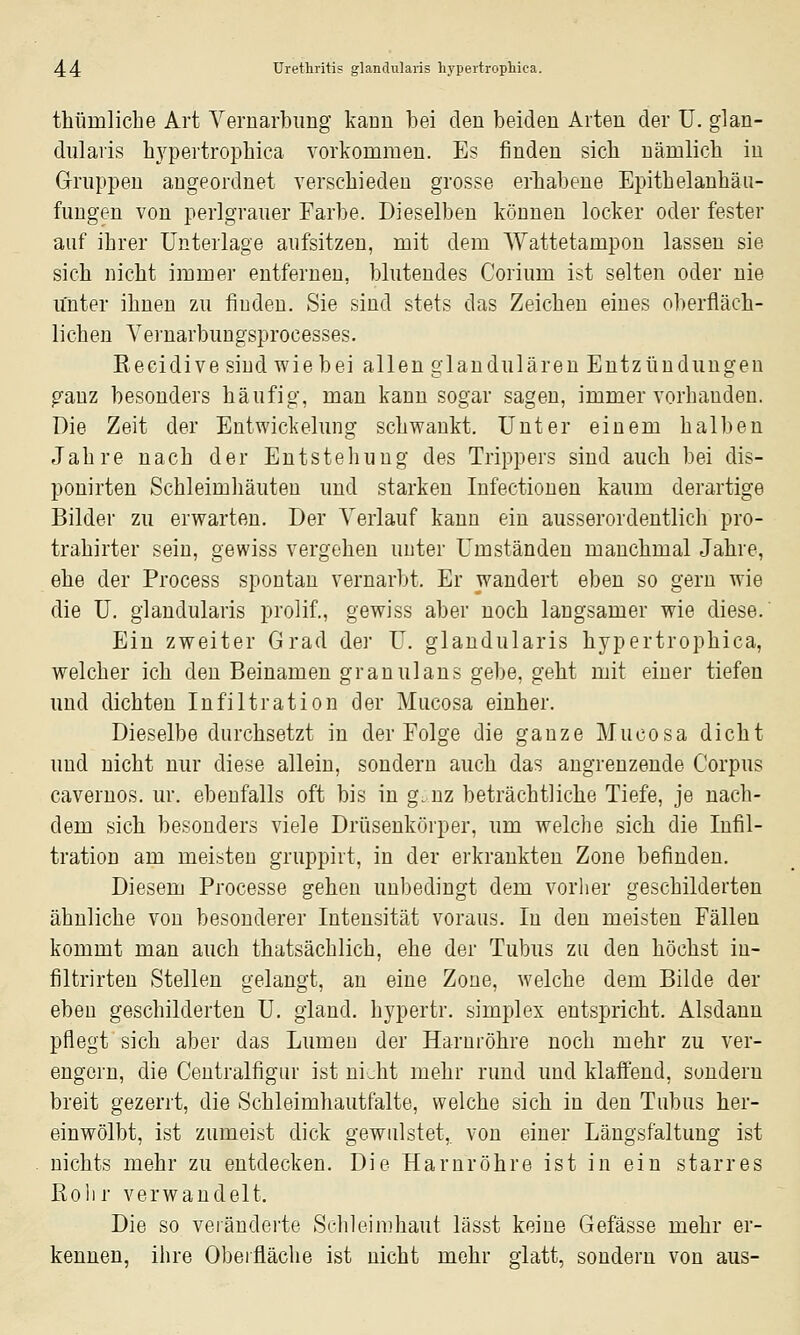 thümliche Art Vernarbimg kann bei den beiden Arten der ü. glan- dularis li3^pertropbica vorkommen. Es finden sich nämlich in Gruppen augeordnet verschieden grosse erhabene Epitbelanhän- fuugen von perlgrauer Farbe. Dieselben können locker oder fester auf ihrer Unterlage aufsitzen, mit dem Wattetampon lassen sie sich nicht immer entfernen, blutendes Corium ist selten oder nie unter ihnen zu finden. Sie sind stets das Zeichen eines oberfläch- lichen Yernarbungsprocesses. ßecidive sind wie bei allen glandulären Entzündungen ganz besonders häufig, man kann sogar sagen, immer vorhanden. Die Zeit der Entwickelung schwankt. Unter einem halben Jahre nach der Entstehung des Trippers sind auch bei dis- pouirten Schleimhäuten und starken Infectionen kaum derartige Bilder zu erwarten. Der Verlauf kann ein ausserordentlich pro- trahirter sein, gewiss vergehen unter Umständen manchmal Jahre, ehe der Process spontan vernarbt. Er wandert eben so gern wie die U. glandularis prolif., gewiss aber noch langsamer wie diese. Ein zweiter Grad der U. glandularis hypertrophica, welcher ich den Beinamen granulans gebe, geht mit einer tiefen und dichten Infiltration der Mucosa einher. Dieselbe durchsetzt in der Eolge die ganze Mucosa dicht und nicht nur diese allein, sondern auch das angrenzende Corpus cavernos. ur. ebenfalls oft bis in g.nz beträchtliche Tiefe, je nach- dem sich besonders viele Drüsenkörper, um welche sich die Infil- tration am meisten gruppirt, in der erkrankten Zone befinden. Diesem Processe gehen unbedingt dem vorher geschilderten ähnliche von besonderer Intensität voraus. In den meisten Fällen kommt man auch thatsächlich, ehe der Tubus zu den höchst in- filtrirten Stellen gelangt, an eine Zone, welche dem Bilde der eben geschilderten U. gland. hypertr. simplex entspricht. Alsdann pflegt sich aber das Lumen der Harnröhre noch mehr zu ver- engern, die Ceutralfigui' ist ni Jit mehr rund und klaffend, sondern breit gezerrt, die Schleimhautfalte, welche sich in den Tubus her- einwölbt, ist zumeist dick gewulstet, von einer Längsfaltung ist nichts mehr zu entdecken. Die Harnröhre ist in ein starres ßolir verwandelt. Die so veiänderte Schleimhaut lässt keine Gefässe mehr er- kennen, ihre Oberfläche ist nicht mehr glatt, sondern von aus-