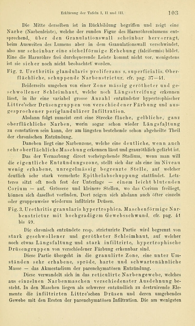 Die Mitte derselben ist in Rückbildung begriffen und zeigt eine Narbe (Narbenleiste), welche der runden Figur des Harnröhrenlumens ent- sprechend, über den Granulationswall scheinbar hervorragt, beim Ausweiten des Lumens aber in dem Granulationswall verschwindet, also nur scheinbar eine sichelförmige Erhebung (falciformis) bildet. Eine die Harnröhre frei durchquerende Leiste kommt nicht vor, wenigstens ist sie sicher noch nicht beobachtet'worden. Fig. 2. Urethritis glandularis proliferans s. superficialis. Ober- flächliche, schuppende Narbenstrictur. cfr. pag. 37 — 41. Beiderseits umgeben von einer Zone massig gerötheter und ge- schwollener Schleimhaut, welche noch Längsstreifung erkennen lässt, in ihr eine variabel grosse Anzahl entzündeter hypertrophischer Littre'scher Drüsengrupp en von vers chied euer Färbung und aus- gesprochener periglandulärer Infiltration. Alsdann folgt zumeist erst eine Strecke flache, gelbliche, ganz oberflächliche Narben, worin sogar schon wieder Längsfaltung zu constatiren sein kann, der am längsten bestehende schon abgeheilte Theil der chronischen Entzündung. Daneben liegt eine Narbenzone, welche eine deutliche, wenn auch sehroberflächlicheMaschung erkennen lässt und grauröthlich gefärbt ist. Das der Vernarbung direct vorhergehende Stadium, wenn man will die eigentliche Entzündungszone, stellt sich dar als eine im Niveau wenig erhabene, unregelmässig begrenzte Stelle, auf welcher deutlich sehr stark vermehrte Epithelabschuppung stattfindet. Letz- teres sitzt oft noch fest der Unterlage — einem leicht blutenden Corium — auf. Grössere und kleinere Stellen, wo das Corium freiliegt, können sich daselbst vorfinden. Dort zeigen sich alsdann auch öfter einzeln oder gruppenweise wiederum infiltrirte Drüsen. Fig. 3. Urethritis gr anularis hypertrophica. Maschen form ige Nar- benstrictur mit hochgradigem Gewebsschwund. cfr. pag. 41 bis 49. Di^ chronisch entzündete resp. stricturirte Partie wird begrenzt von stark geschwollener und gerötheter Schleimhaut, auf welcher noch etwas Längsfaltung und stark infiltrirte, hypertrophische Drüsengruppen von verschiedener Färbung erkennbar sind. Diese Partie übergeht in die granulirte Zone, eine unter Um- ständen sehr erhabene, spröde, harte und schwartenähnliche Masse — das Akmestadium der parenchymatösen Entzündung. Diese verwandelt sich in das reticulirte Narbengewebe, welches aus einzelnen Narbenmaschen verschiedenster Ausdehnung be- steht. In den Maschen liegen als schwerer entzündlich zu destruirende Ele- mente die infiltrirten Littre'schen Drüsen und deren umgebendes Gewebe mit den Resten der parenchymatösen Infiltration. Die am wenigsten