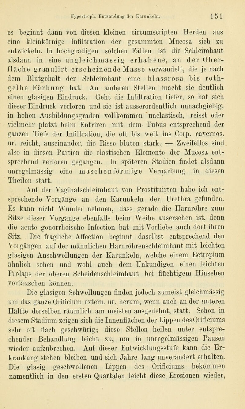 es beginnt dann von diesen kleinen circumscripten Herden aus eine kleinkörnige Infiltration der gesammten Mucosa sich zu entwickeln. In hochgradigen solchen Fällen ist die Schleimhaut alsdann in eine ungleichmässig erhabene, an der Ober- fläche granulirt erscheinende Masse verwandelt, die je nach dem Blutgehalt der Schleimhaut eine blassrosa bis roth- gelbe Färbung hat. An anderen Stellen macht sie deutlich einen glasigen Eindruck. Geht die Infiltration tiefer, so hat sich dieser Eindruck verloren und sie ist ausserordentlich unnachgiebig, in hohen Ausbildungsgraden vollkommen 'unelastisch, reisst oder vielmehr platzt beim Entriren mit dem Tubus entsprechend der ganzen Tiefe der Infiltration, die oft bis weit ins Corp. caveruos- ur. reicht, auseinander, die Eisse bluten stark. — Zweifellos sind, also in diesen Partien die elastischen Elemente der Mucosa ent- sprechend verloren gegangen. In späteren Stadien findet alsdann unregelmässig eine maschenförmige Vernarbung in diesen Theilen statt. Auf der Vaginalschleimhaut von Prostitnirten habe ich ent- sprechende Vorgänge an den Karunkeln der Urethra gefunden. Es kann nicht Wunder nehmen, dass gerade die Harnröhre zum Sitze dieser Vorgänge ebenfalls beim Weibe ausersehen ist, denn die acute gonorrhoische Infection hat mit Vorliebe auch dort ihren Sitz. Die fragliche Affection beginnt daselbst entsprechend den Vorgängen auf der männlichen Haruröhrenschleimhaut mit leichten glasigen Anschwellungen der Karunkeln, welche einem Ectropium ähnlich sehen und wohl auch dem Unkundigen einen leichten Prolaps der oberen Scheidenschleimhaut bei flüchtigem Hinsehen vortäuschen können. Die glasigen Schwellungen finden jedoch zumeist gleichmässig um das ganze Orificium extern, ur. herum, wenn auch an der unteren Hälfte derselben räumlich am meisten ausgedehnt, statt. Schon in diesem Stadium zeigen sich die Innenflächen der Lippen desOrificiums sehr oft flach geschwürig; diese Stellen heilen unter entspre- chender Behandlung leicht zu, um in unregelmässigen Pausen wieder aufzubrechen. Auf dieser Entwicklungsstufe kann die Er- krankung stehen bleiben und sich Jahre lang unverändert erhalten. Die glasig geschwollenen Lippen des Orificiums bekommen namentlich in den ersten Quartalen leicht diese Erosionen wieder,