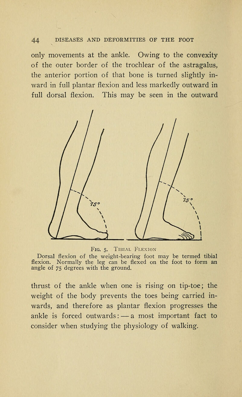 only movements at the ankle. Owing to the convexity of the outer border of the trochlear of the astragalus, the anterior portion of that bone is turned slightly in- ward in full plantar flexion and less markedly outward in full dorsal flexion. This may be seen in the outward Fig. 5. Tibial Flexion Dorsal flexion of the weight-bearing foot may be termed tibial flexion. Normally the leg can be flexed on the foot to form an angle of 75 degrees with the ground. thrust of the ankle when one is rising on tip-toe; the weight of the body prevents the toes being carried in- wards, and therefore as plantar flexion progresses the ankle is forced outwards: — a most important fact to consider when studying the physiology of walking.