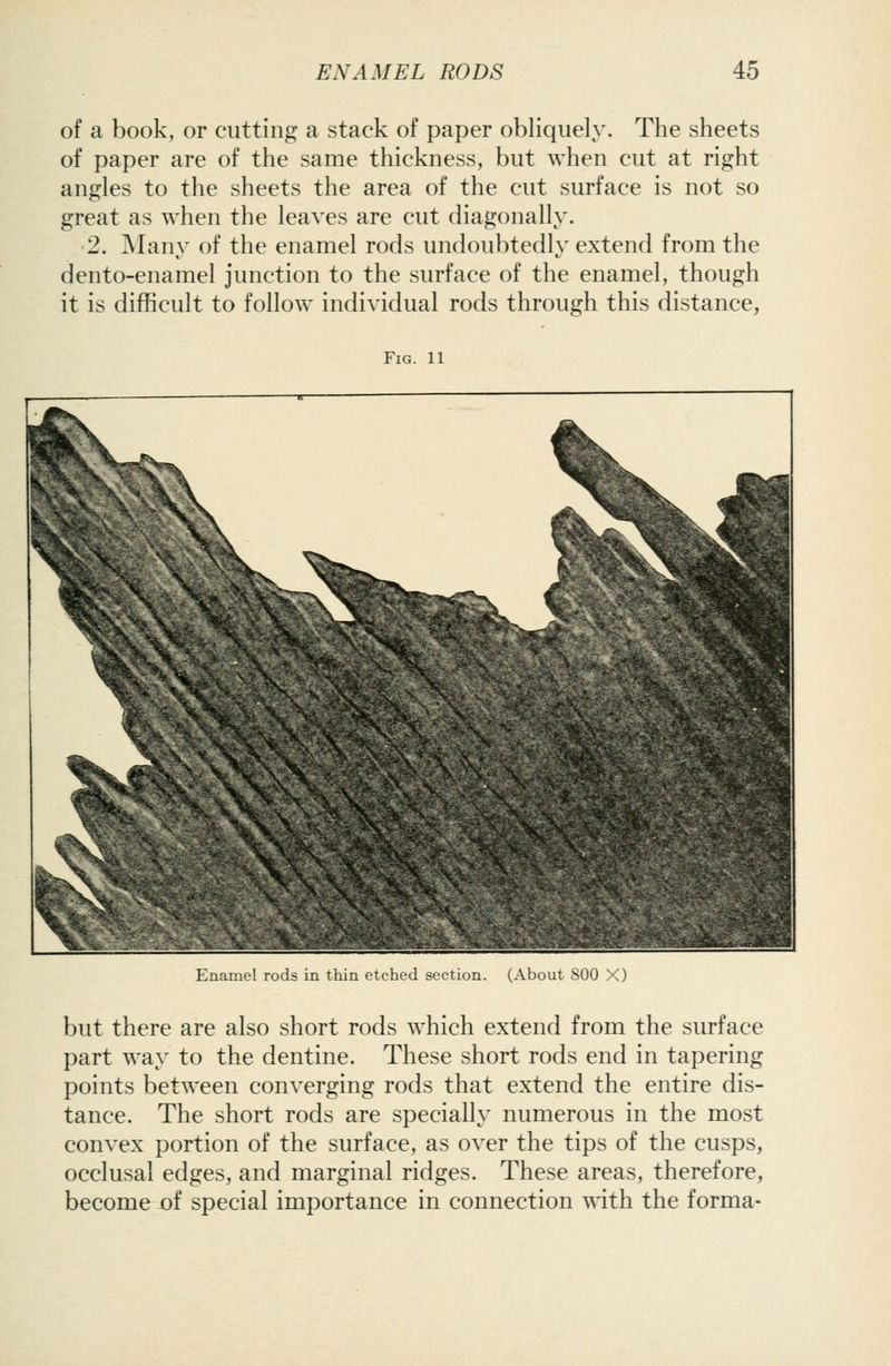 of a book, or cutting a stack of paper obliquely. The sheets of paper are of the same thickness, but when cut at right angles to the sheets the area of the cut surface is not so great as when the leaves are cut diagonally. 2. Many of the enamel rods undoubtedly extend from the dento-enamel junction to the surface of the enamel, though it is difficult to follow individual rods through this distance, Fig. 11 Enamel rods in thin etched section. (About 800 X) but there are also short rods which extend from the surface part way to the dentine. These short rods end in tapering points between converging rods that extend the entire dis- tance. The short rods are specially numerous in the most convex portion of the surface, as over the tips of the cusps, occlusal edges, and marginal ridges. These areas, therefore, become of special importance in connection with the forma-