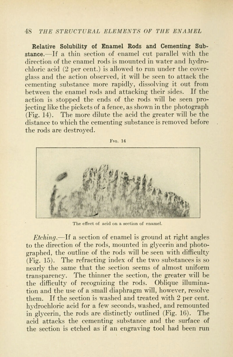 Relative Solubility of Enamel Rods and Cementing Sub- stance.—If a thin section of enamel cut parallel witli the direction of the enamel rods is mounted in water and hydro- chloric acid (2 per cent.) is allowed to run under the cover- glass and the action observed, it will be seen to attack the cementing substance more rapidly, dissolving it out from between the enamel rods and attacking their sides. If the action is stopped the ends of the rods will be seen pro- jecting like the pickets of a fence, as shown in the photograph (Fig. 14). The more dilute the acid the greater will be the distance to which the cementing substance is removed before the rods are destroyed. Fig. 14 The effect of acid on a section of enamel. Etching.—If a section of enamel is ground at right angles to the direction of the rods, mounted in glycerin and photo- graphed, the outline of the rods will be seen with difficulty (Fig. 15). The refracting index of the two substances is so nearly the same that the section seems of almost uniform transparency. The thinner the section, the greater will be the difficulty of recognizing the rods. Oblique illumina- tion and the use of a small diaphragm will, however, resolve them. If the section is washed and treated with 2 per cent, hydrochloric acid for a few seconds, washed, and remounted in glycerin, the rods are distinctly outlined (Fig. 16). The acid attacks the cementing substance and the surface of the section is etched as if an engraving tool had been run