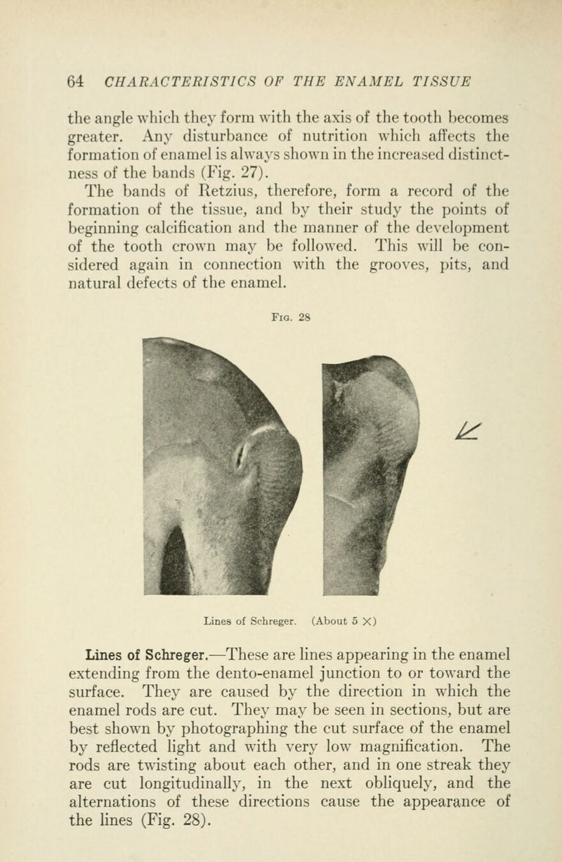the angle which they form with the axis of the tooth becomes greater. Any disturbance of nutrition which affects the formation of enamel is always shown in the increased distinct- ness of the bands (Fig. 27). The bands of Retzius, therefore, form a record of the formation of the tissue, and by their study the points of beginning calcification and the manner of the development of the tooth crown may be followed. This will be con- sidered again in connection with the grooves, pits, and natural defects of the enamel. Fig. 28 ^ Lines of Schreger. (About 5 X) Lines of Schreger.—These are lines appearing in the enamel extending from the dento-enamel junction to or toward the surface. They are caused by the direction in which the enamel rods are cut. They may be seen in sections, but are best shown by photographing the cut surface of the enamel by reflected light and with very low magnification. The rods are twisting about each other, and in one streak they are cut longitudinally, in the next obliquely, and the alternations of these directions cause the appearance of the lines (Fig. 28).
