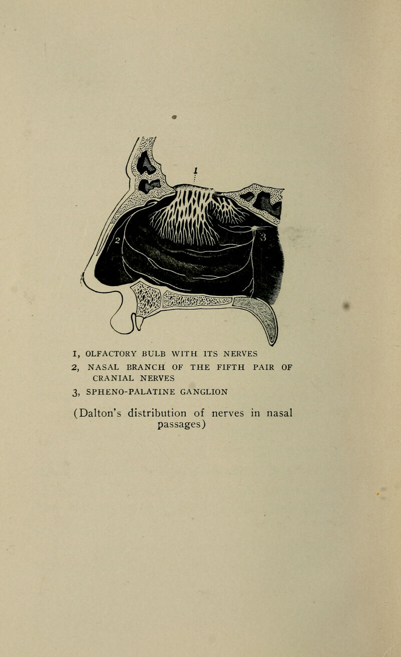 1, OLFACTORY BULB WITH ITS NERVES 2, NASAL BRANCH OF THE FIFTH PAIR OF CRANIAL NERVES 3, SPHENO-PALATINE GANGLION (Dalton's distribution of nerves in nasal passages)