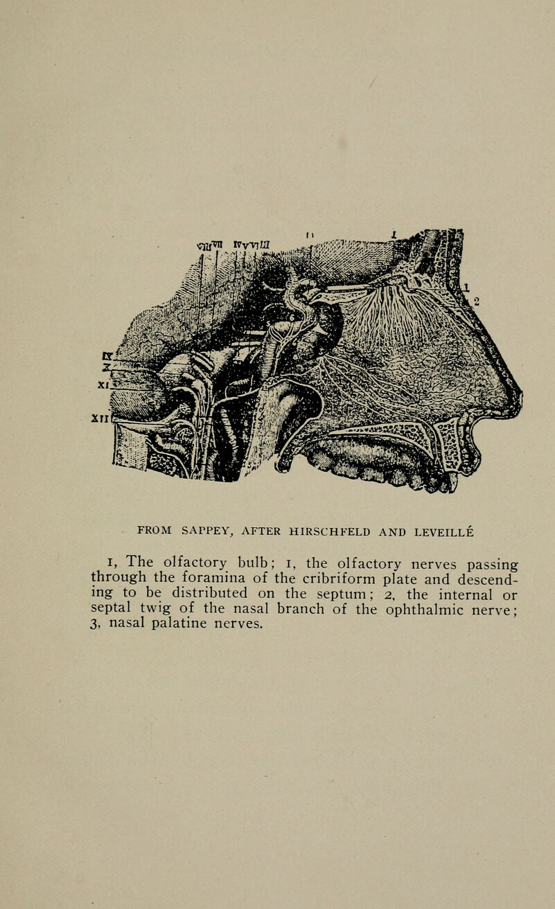 ^jfTii i7vviia xi^ XII FROM SAPPEY, AFTER HIRSCHFELD AND LEVEILLE I, The olfactory bulb; i, the olfactory nerves passing through the foramina of the cribriform plate and descend- ing to be distributed on the septum; 2, the internal or septal twig of the nasal branch of the ophthalmic nerve; 3, nasal palatine nerves.