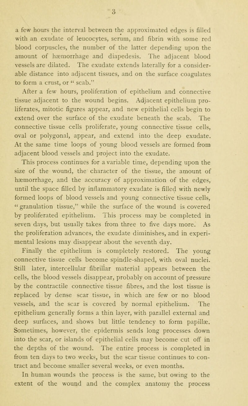 a few hours the interval between the approximated edges is filled with an exudate of leucocytes, serum, and fibrin with some red blood corpuscles, the number of the latter depending upon the amount of haemorrhage and diapedesis. The adjacent blood vessels are dilated. The exudate extends laterally for a consider- able distance into adjacent tissues, and on the surface coagulates to form a crust, or  scab. After a few hours, proliferation of epithelium and connective tissue adjacent to the wound begins, .\djacent epithelium pro- liferates, mitotic figures appear, and new epithelial cells begin to extend over the surface of the exudate beneath the scab. The connective tissue cells proliferate, young connective tissue cells, oval or polygonal, appear, and extend into the deep exudate. At the same time loops of young blood vessels are formed from adjacent blood vessels and project into the exudate. This process continues for a variable time, depending upon the size of the wound, the character of the tissue, the amount of haemorrhage, and the accuracy of approximation of the edges, until the space filled by inflammatory exudate is filled with newly formed loops of blood vessels and young connective tissue cells,  granulation tissue, while the surface of the wound is covered by proliferated epithelium. This process may be completed in seven days, but usually takes from three to five days more. As the proliferation advances, the exudate diminishes, and in experi- mental lesions may disappear about the seventh day. Finally the epithelium is completely restored. The voung connective tissue cells become spindle-shaped, with oval nuclei. Still later, intercellular fibrillar material appears between the cells, the blood vessels disappear, probably on account of pressure by the contractile connective tissue fibres, and the lost tissue is replaced by dense scar tissue, in which are few or no blood vessels, and the scar is covered by normal epithelium. The epithelium generally forms a thin layer, with parallel external and deep surfaces, and shows but little tendency to form papillce. Sometimes, however, the epidermis sends long processes down into the scar, or islands of epithelial cells may become cut off in the depths of the wound. The entire process is completed in from ten days to two weeks, but the scar tissue continues to con- tract and become smaller several weeks, or even months. In human wounds the process is the same, but owing to the extent of the wound and the complex anatomy the process