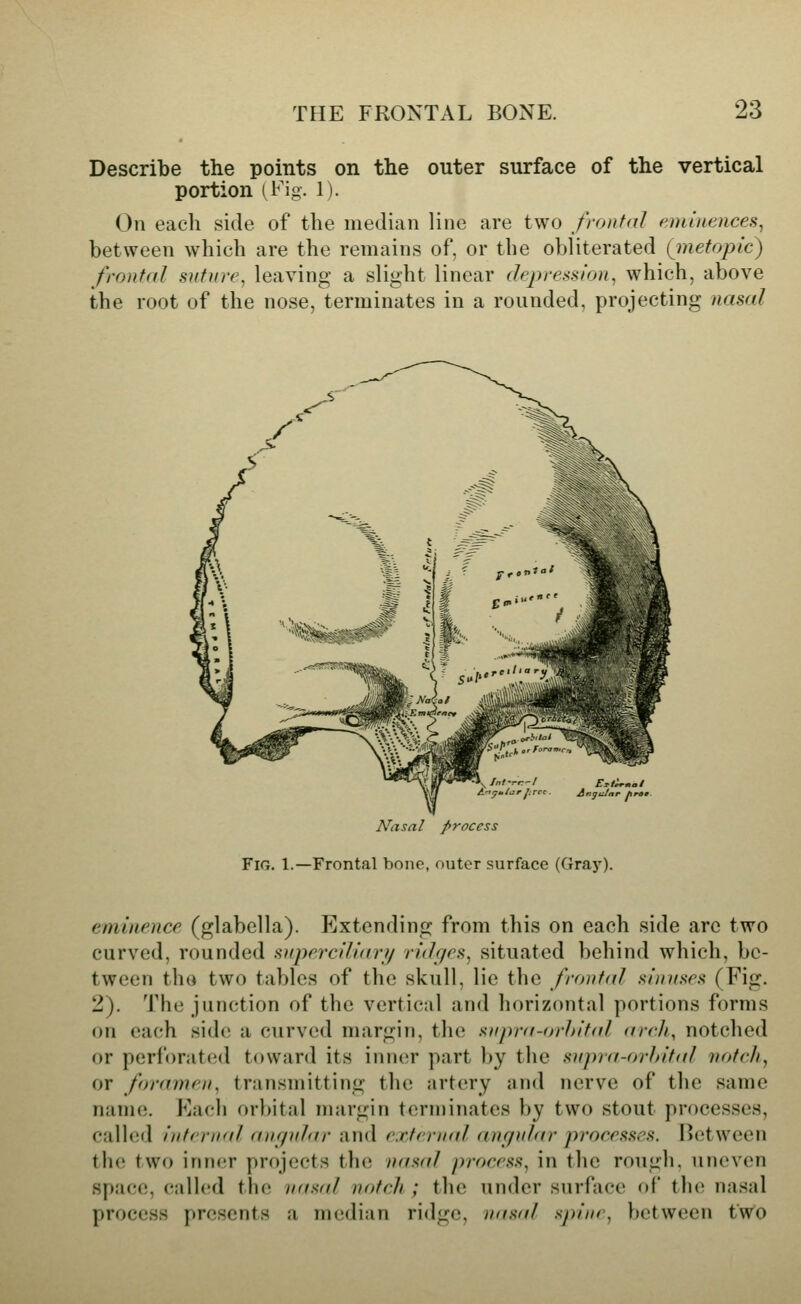 Describe the points on the outer surface of the vertical portion (Fig. 1). On each side of the median line are two fronfdl eminences^ between which are the remains of, or the obliterated (jnetoplc) frontal suture, leaving a slight linear dejiressiou, which, above the root of the nose, terminates in a rounded, projecting nasal A^asal process Fig. 1.—Frontal bone, outer surface (Gray). eminence (glabella). Extending from this on each side arc two curved, rounded supprciliari/ ridgrs, situated behind which, be- tween tliG two tables of the skull, lie the frontal siimsrs (Fig. 2). The junction of the vertical and horizontal portions forms on each side a curved margin, the supra-orhit<tl arrJi, notched or perforated toward its m\\(\v part by the supra-orhital iiotr/i, or foramen, transmitting the artery ;ind nerve of the same name. Each orbital margin terminates by two stout processes, calhsd internal anf/ular and external <in(jnl<(r processes. Hcitween the two inner projects tin; n(fsal process, in the rough, uneven space, (•all(!d the nasal notrJi ; the under surface of the nasal process presents a median ridge, nasal spine, between two