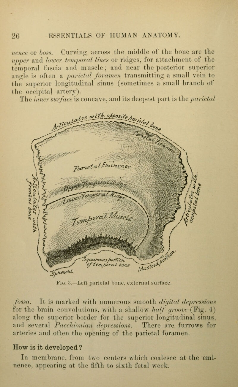 uencc or />o.s'.s-. Curving across the middle of the bone are the upper and Jnin-r frmporal Unca or ridges, for attaelnnent of the temporal I'ascia and muscle ; and near the posterior superior angle is often a pdiiital foramni transmitting a small vein to the superior longitudinal sinus (sometimes a small branch of the occipital artery). The inner surface is concave, and its deepest part is the parietal <^tem.J}o>-ci.l 6o/ue TT^i^ Fig. o.—Left parietal bone, external surface. fossa. It is marked with numerous smooth digital depressions for the brain convolutions, with a shallow h«df groove (Fig. 4) along the superior border for the superior longitudinal sinus, and several Pacchionian depressions. There are furrows for arteries and often the opening of the parietal foramen. How is it developed ? In membrane, from two centers which coalesce at the emi- nence, appearing at the fifth to sixth fetal week.