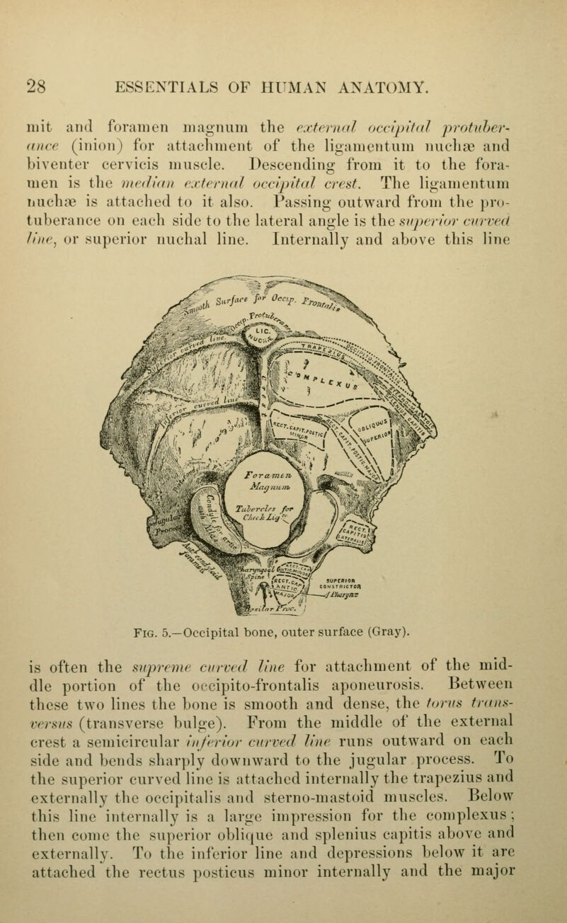 iiiit and foramen magnum the external occipitnl protuher- (tiice (inion) for attachment of the ligamentiim nuchas and biventer cervicis muscle. Descending from it to the fora- men is tlie median external occipital crest. The ligamentum nuchas is attached to it also. Passing outward from the pro- tuberance on each side to the lateral angle is the s(q)erior curved line, or superior nuchal line. Internally and above this line 1^ Surfare for Occp f^^. ' oramtn, M<i. r.lrs , a, J. lig '. H^^ suptnion iONSTBlCTOa Fig. 5.—Occipital bone, outer surface (GrajO- is often the supreme curved line for attachment of the mid- dle portion of the occipito-frontalis aponeurosis. Between these two lines the bone is smooth and dense, the torus trans- versus (transverse bulge). From the middle of the external crest a semicircular inferior curved line runs outward on each side and bends sharply downward to the jugular process. To the superior curved line is attached internally the trapezius and externally the occipitalis and sterno-mastoid muscles. Below this line internally is a large impression for the complexus ; then come the superior oblique and splenius capitis above and externally. To the inferior line and depressions below it are attached the rectus posticus minor internally and the major