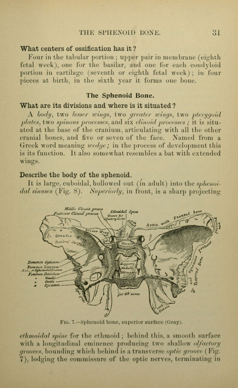 What centers of ossification has it ? Four in the tabular portion ; upper pair in lueuibrane (eighth fetal week), one for the basilar, and one for each condyloid portion in cartilage (seventh or eighth fetal week) ; in four pieces at birth, in the sixth year it forms one bone. The Sphenoid Bone. What are its divisions and where is it situated ? A hody^ two lessi'i- icinys^ two greattr iciiiys, two pttryyoid plates, two sjmLoiis 2)i'0cesses,a,nd six cUmnd processes ; it is situ- ated at the base of the cranium, articulating with all the other cranial bones, and five or seven of the face. Named from a Greek word meaning ivedge; in the process of development this is its function. It also somewhat resembles a bat with extended wings. Describe the body of the sphenoid. It is large, cuboidal, hollowed out (in adult) into the sphenoi- dal sinuses (Fig. 8). ISuperiurly, in front, is a sharp projecting Uiddlo CUiioid procci • j t c Fu^tcruir CU.Twid proccst \ _ ^ • ' -~^ -^ V V Croovt Jat lo'rtf. lorarmn OpUcu Ant., 9VS^u.TU»eialFCift J*t/ravuin JJctu uJu rn , OuaU 0 S^.iuaivi, Fig. 7.—Sphenoid bone, superior surface (Gray). ethmoidal spine for the ethmoid ; behind this, a smooth surface with a longitudinal cnninence producing two shallow (plf<trf<>ri/ yrooves^ bounding which bc^hind is a transverse optic groove ( Fig. 7), lodging the commissure of the optic nerves, terminating in