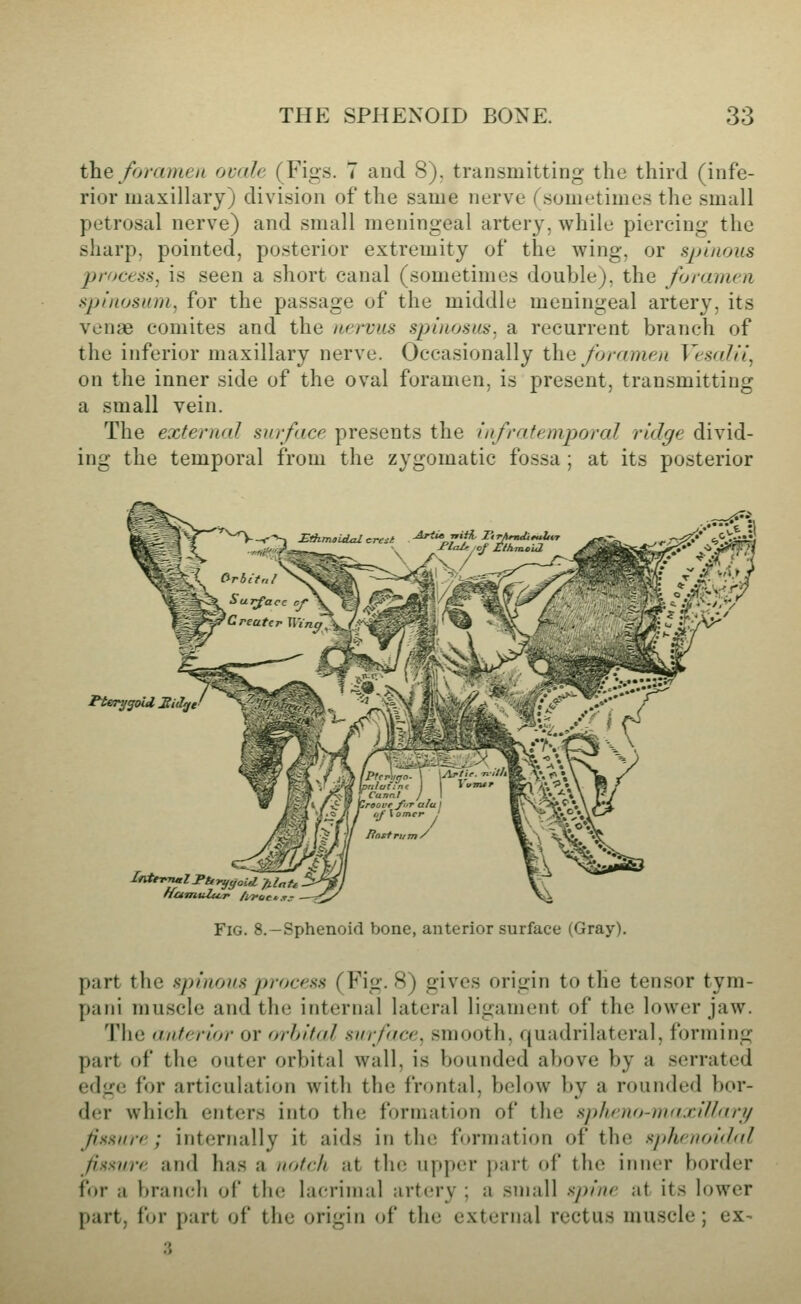 the foramen ovale (Figs. 7 and 8), transmitting the third (infe- rior maxillary) division of the same nerve (sometimes the small petrosal nerve) and small meningeal artery, while piercing the sharp, pointed, posterior extremity of the wing, or spinous process^ is seen a short canal (sometimes double), the foramen .sjjinosum, for the passage of the middle meningeal artery, its venae comites and the nervus spinosus, a recurrent branch of the inferior maxillary nerve. Occasionally the foramen Vesalii^ on the inner side of the oval foramen, is present, transmitting a small vein. The external surface presents the infratemporal ridge divid- ing the temporal from the zygomatic fossa; at its posterior p-terygoU, Midyt InterTutl Ttt ncfmtilu,r /i/foc Fig. 8.—Sphenoid bone, anterior surface (Gray). part the spinous process (Fig. 8) gives origin to the tensor tym- pani muscle and the internal lateral ligament of the lower jaw. The anterior or orhital surface, smooth, quadrilateral, forming part of the outer orbital wall, is bounded above by a serrated edge for articulation with the frontal, below by a rounded bor- d(;r which enters into the formation of the splicno-mdxillnri/ Jissure; internally it aids in the formation of the sjihrnoidol fissure and has a notch at the upper part of the inner border for a bran(;]i of tin; lacrimal artery ; a small spine at its lower part, for part of the origin of the external rectus muscle ; ex-