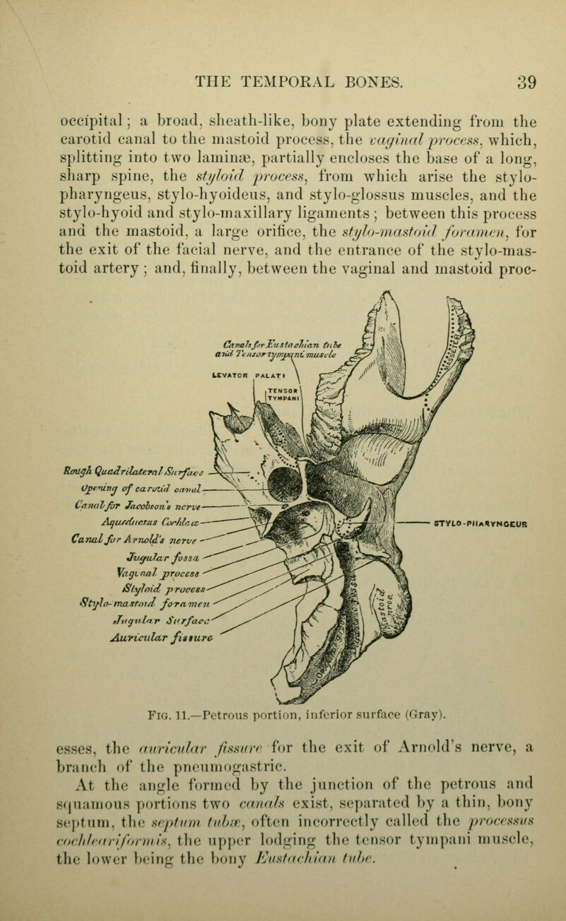occipital; a broad, sheath-like, bony plate extending from the carotid canal to the mastoid process, the caginalprocaas. which, splitting into two lamime, partially encloses the base of a long, sharp spine, the styhid process, from which arise the stylo- pharyngeus, stylo-hyoideus, and stylo-glossus muscles, and the stylo-hyoid and stylo-maxillary ligaments ; between this process and the mastoid, a large orifice, the stylo-mastoid foramen, for the exit of the facial nerve, and the entrance of the stylo-mas- toid artery ; and, finally, between the vaginal and mastoid proc- CiinalsprElistaeJiian tithe alii/' Tcnsaf-tymf/qnimasclc LEVATOR PAL Rcni^h QutuLrilaUralSurface 0£fninq of caroUJ- canal Canal/for Jacolfon'a nerve Aijuf'diicrus Corhlcic Cajuilfor A mold's verve Ju^ultLr fossa, \agi na I jfraccss JSlyJnid p raeess Sti/lo-mastoi/J, foramen tTiiytitnr Si'rface Auricular fisturc STVLO -PM A^rNOCUS Fig. 11.—Petrous portion, inferior snrftice (Gray). esses, the miricidar fissure for the exit of Arnold's nerve, a branch of the pncumogastric. At the angle formed by the junction of the petrous and squamous portions two camds exist, separated by a thin, bony septum, the septum tnhae, often incorrectly called the processus ror/df'(trif>nin's, the Upper lodging the tensor tympani muscle, the lower being the bony Knsfiiehiiin fuhe.