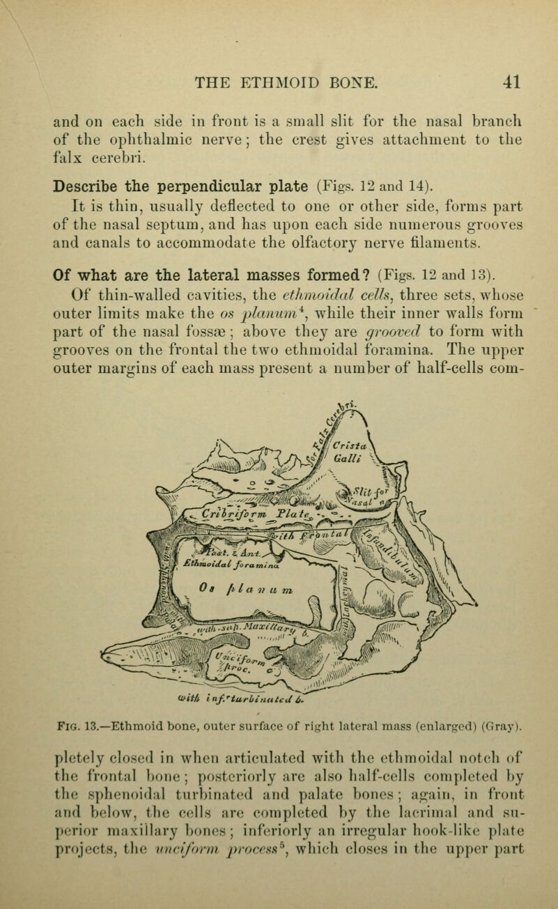 and on each side in front is a small slit for the nasal branch of the ophthalmic nerve; the crest gives attachment to the falx cerebri. Describe the perpendicular plate (Figs. 12 and 14). It is thin, usually deflected to one or other side, forms part of the nasal septum, and has upon each side numerous grooves and canals to accommodate the olfactory nerve filaments. Of what are the lateral masses formed? (Figs. 12 and 13). Of thin-walled cavities, the ctlimoidal cells, three sets, whose outer limits make the os j^lcinum^, while their inner walls form part of the nasal fossae ; above they are grooved to form with grooves on the frontal the two ethmoidal foramina. The upper outer margins of each mass present a number of half-cells com- Ufit/t infMurbiiuiteJ 6, Fig. 13.—Ethmoid bone, outer surface of ri},'ht lateral mass (enlarged) (Gray). pletely closed in when articulated with the ethmoidal notch of the frontal bone ; posteriorly are also half-cells completed by the sphenoidal turbinated and palate bones ; again, in front and below, the cells are completed by the lacrimal and su- perior maxillary bones; inferiorly an irregular hook-liko plate projects, the unciform procena'', which closes in the upper part