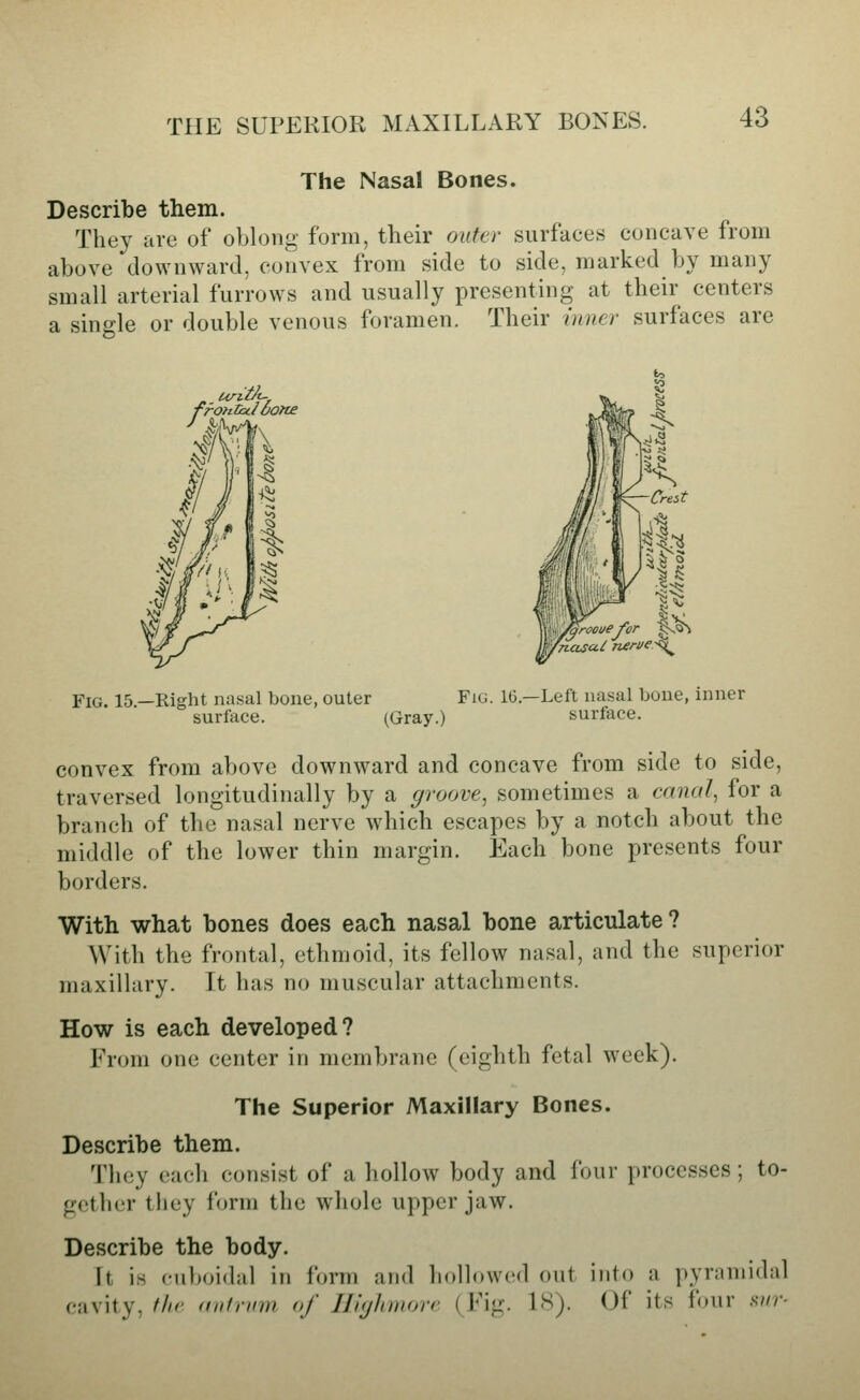 THE SUPERIOR MAXILLARY BONES. The Nasal Bones. Describe them. They are of oblong form, their outer surfaces concave from above downward, convex from side to side, marked by many small arterial furrows and usually presenting at their centers a single or double venous foramen. Their inner surfaces are fronVsci oone /aroouefor ^ Fig. 15 —Right nasal bone, outer Fig. 16.—Left nasal bone, inner surface. (Gray.) surface. convex from above downward and concave from side to side, traversed longitudinally by a groove^ sometimes a canal, for a branch of the nasal nerve which escapes by a notch about the middle of the lower thin margin. Each bone presents four borders. With what bones does each nasal bone articulate ? With the frontal, ethmoid, its fellow nasal, and the superior maxillary. It has no muscular attachments. How is each developed? From one center in membrane (eighth fetal week). The Superior Maxillary Bones. Describe them. Th(;y (acli consist of a hollow body and four processes; to- gether they form the whole upper jaw. Describe the body. It is ciiboidal in form and hollowed out into a pyramidal cavity, ihc (tnfrinn of IJiyhniorr. (Fig. IS). Of its four svr-