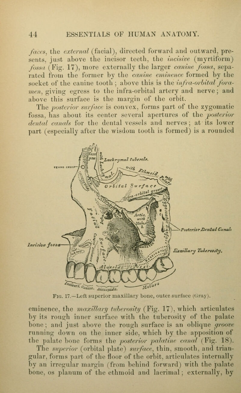 faces, the external (facial), directed forward and outward, pre- sents, just above the incisor teeth, the incisive (myrtiform) /oss(t (Fig. 17), more externally the larger canine fossa, sepa- rated from the former by the canine eminence formed by the socket of the canine tooth ; above this is the infra-orbital fora- men, giving egress to the infra-orbital artery and nerve; and above this surface is the margin of the orbit. The posterior surface is convex, forms part of the zygomatic fossa, has about its center several apertures of the posterior dental canals for the dental vessels and nerves; at its lower part (especially after the wisdom tooth is formed) is a rounded Ineisivf fossor Posterior Hfntal Canah £laxilloLru Tulerositii, •'■• Micicsiiids. Fig. 17.—Left superior maxillary bone, outer surface (Gray). eminence, the maxillar?/ tuherosifi/ (Fig. 17), which articulates by its rou2:h inner surface with the tuberosity of the palate bone ; and just above the rough surface is an oblique groove running down on the inner side, which by the apposition of the palate bone forms the posterior palatine camtl (Fig. 18). The superior (orbital plate) surface, thin, smooth, and trian- gular, forms part of the floor of the orbit, articulates internally by an irregular margin (from behind forward) with the palate bone. OS planum of the ethmoid and lacrimal; externally, by