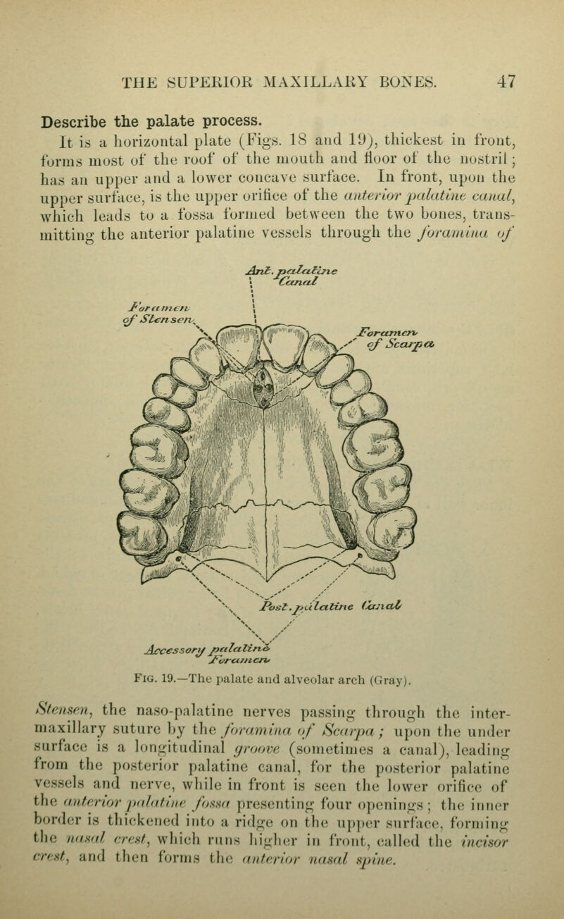 Describe tlie palate process. It is a horizontal plate (Figs. IS and VJ), thickest in front, forms most of the roof of the mouth and floor of the nostril; has an upper and a lower concave surface. In front, upon the upper surface, is the upp(;r orifice of the anterujr palatine canal, which leads to a fossa formed between the two bones, trans- mitting the anterior palatine vessels through the forantlna of J'^or ft rnc'^v of' St^nsetv^ of ScOJ'pCtt Post.jjtilaHne (irjittl^ Accessory jjeilatino. Fig. 19.—The palate and alveolar arch (Gray). Stensen, the naso-palatine nerves passing through the inter- maxillary suture by i\\G foramina of Scarpa; upon the under surface is a longitudinal groove (sometimes a canal), leading from the posterior palatine canal, for the posterior palatine vessels and nerve, while in front is seen the lower orifice of the anterior palatine foana presenting four openings ; the iniier border is thickened into a ridge on the upper surface, forming the nasal crest, which rnns higluir in front, called the incisor crest, and then forms the anterior nasal spine.
