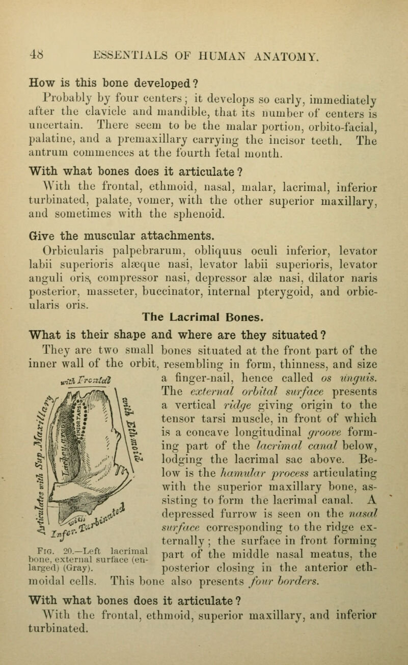 How is this bone developed? Probably by four centers ; it develops so early, immediately after the clavicle and mandible, that its number of centers is uncertain. There seem to be the malar j^ortion, orbito-facial, palatine, and a premaxillary carrying the incisor teeth. The antrum commences at the fourth fetal month. With what bones does it articulate? With the frontal, ethmoid, nasal, malar, lacrimal, inferior turbinated, palate, vomer, with the other superior maxillary, and sometimes with the sphenoid. Give the muscular attachments. Orbicularis palpebrarum, obliquus oculi inferior, levator labii superioris alseque nasi, levator labii superioris, levator anguli oris^ compressor nasi, depressor alae nasi, dilator naris posterior, masseter, buccinator, internal pterygoid, and orbic- ularis oris. The Lacrimal Bones. What is their shape and where are they situated? They are two small bones situated at the front part of the inner wall of the orbit, resembling in form, thinness, and size u.'ii\rrc7iM a finger-nail, hence called os unguis. The external orbital surface presents a vertical ridge giving origin to the tensor tarsi muscle, in front of which is a concave longitudinal groove form- ing part of the lacrimal canal below, lodging the lacrimal sac above. Be- low is the hamular process articulating with the superior maxillary bone, as- sisting to form the lacrimal canal. A depressed furrow is seen on the nasal sin-face corresponding to the ridge ex- ternally ; the surface in front forming part of the middle nasal meatus, the posterior closing in the anterior eth- This bone also presents foio' horders. With what bones does it articulate? With the frontal, ethmoid, superior maxillary, and inferior turbinated. In^fi'^- Fig. 20.—Left lacrimal bone, external surface (en- larged) (Gray). moidal cells