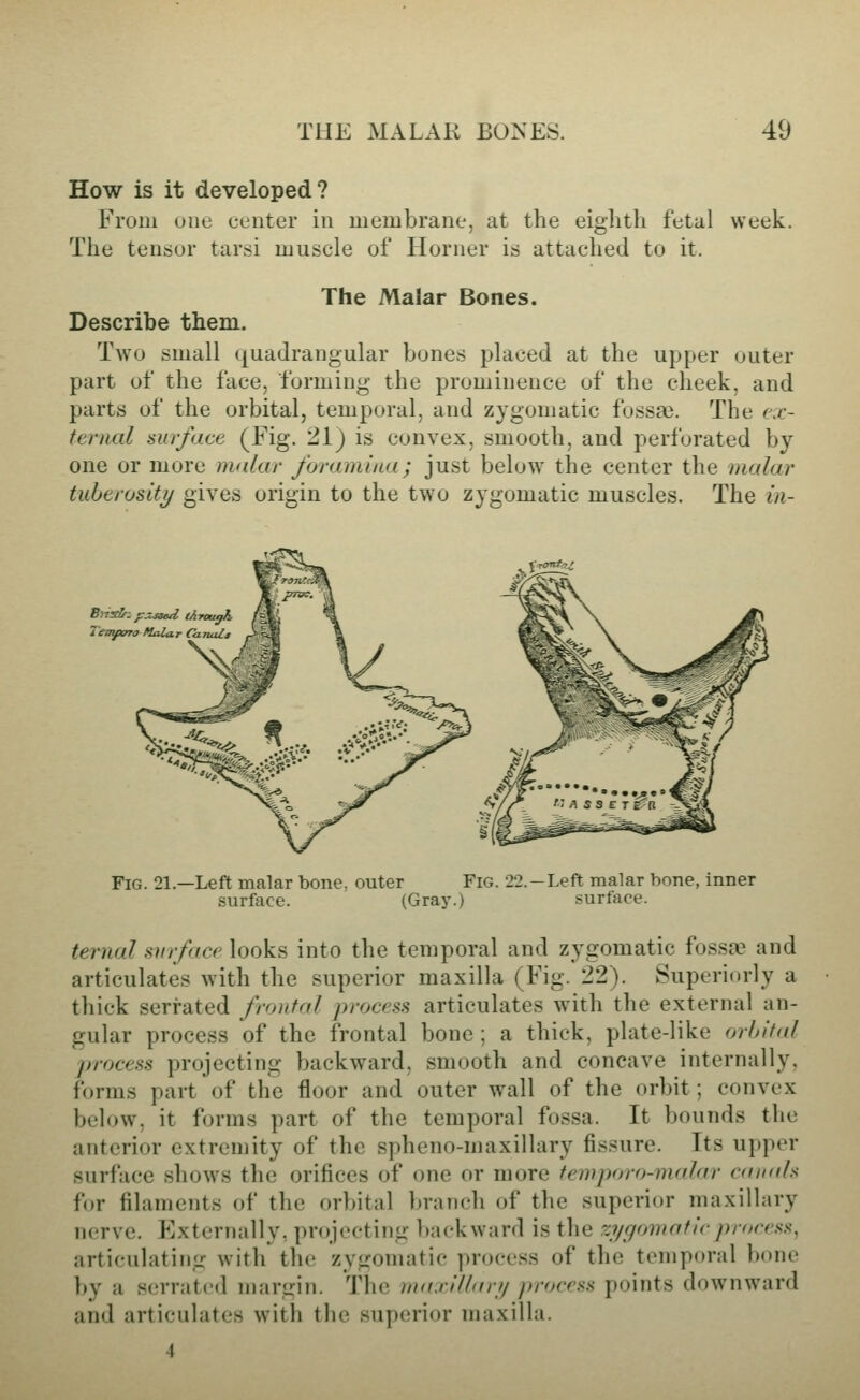 How is it developed? From one center in membrane, at the eighth fetal week. Tlie tensor tarsi muscle of Horner is attached to it. The Malar Bones. Describe them. Two small quadrangular bones placed at the upper outer part of the face, forming the prominence of the cheek, and parts of the orbital, temporal, and zygomatic fossa3. The ex- ternal surface (Fig. 21) is convex, smooth, and perforated by one or more malar foramina; just below the center the malar tuberositij gives origin to the two zygomatic muscles. The in- Busle: f:jzj3ed through /g»'- i tntpoTO'Mular (h.7iaZs r^^ Fig. 21.—Left malar bone, outer Fig. 22.-Left malar bone, inner surface. (Gray.) surface. ternal swface looks into the temporal and zygomatic fossa and articulates with the superior maxilla (Fig. 22). Superiorly a thick serrated fro}ifal process articulates with the external an- gular process of the frontal bone ; a thick, plate-like orbital process projecting backward, smooth and concave internally, forms part of the floor and outer w\all of the orbit; convex below, it forms part of the temporal fossa. It bounds the anterior extremity of the spheno-maxillary fissure. Its upper surface shows the orifices of one or more temporo-malar canals for filaments of the orbital Ijranch of the superior maxillary nerve. Externally, projecting ])ackward is the zygomatic process^ articulating with the zygomatic process of the temporal bone V^y a serrated margin. The maxillari/ process points downward and articulates wnth the superior maxilla.