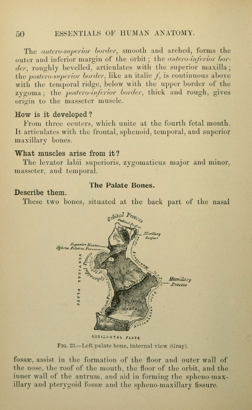 The aiitcro-sHpcrlor border^ smooth and arched, forms the outer and inferior margin of the orbit; the ((iitenf-infeilor bor- der^ roughly bevelled, articulates with the superior maxilla ; the poatcro-^iiipcrtor border^ like an italic /* is continuous above with the temporal ridge, below with the up})er border of the zygoma; the postero-inferior b<jider^ thick and rough, gives origin to the masseter muscle. How is it developed? From three centers, which unite at the fourth fetal month. It articulates with the frontal, sphenoid, temporal, and superior maxillary bones. What muscles arise from it? The levator labii superioris, zygomaticus major and minor, masseter, and temporal. The Palate Bones. Describe them. These two bones, situated at the back part of the nasal Ji£/iiTia. J'ula.ti %^ Maa^iila ry Process Fig. 23.—Left palate bone, internal view (Gray). fossae, assist in the formation of the floor and outer wall of the nose, the roof of the mouth, the floor of the orbit, and the inner wall of the antrum, and aid in forming the spheno-max- illary and pterygoid foss<T and the spheno-maxillary fissure.