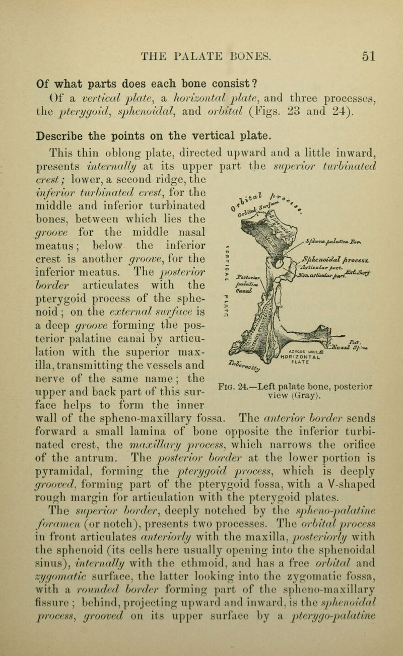 tS^ihenoitlal /iroeesi. ylrtieuUrfrort. Of what parts does each bone consist? Of a vertical platCi a liorizontal plate^ and three processes, the pterygoid., .s2)henoidaJ^ and orhital (Figs. !^3 and 24). Describe the points on the vertical plate. This thin oblong plate, directed upward and a little inward, presents internally at its upper part the superior turbinated crest; lower, a second ridge, the inferior turhiuated crest., for the middle and inferior turbinated bones, between which lies the groove for the middle nasal meatus; below the inferior crest is another groove., for the inferior meatus. The posterior harder articulates with the pterygoid process of the sphe- noid ; on the external surface is a deep groove forming the pos- terior palatine canal by articu- lation with the superior max- illa, transmitting the vessels and nerve of the same name ; the upper and back part of this sur- face helps to form the inner wall of the spheno-maxillary fossa. The anterior border sends forward a small lamina of bone opposite the inferior turbi- nated crest, the tnaxillary process, which narrows the orifice of the antrum. The posterior border at the lower portion is pyramidal, forming the pterygoid jrrocess, which is deeply grooved, forming part of the pterygoid fossa, with a V-shaped rough margin for articulation with the pterygoid plates. The superior border., deeply notched by the sphenopalatine foramen (or notch), presents two processes. The orbital jyrocess in front articulates anteriirrly with the maxilla, posteriorly with the sphenoid (its cells here usually opening into the sphenoidal sinus), internally with the ethmoid, and has a free orbital and zygomatic surface, the latter looking into the zygomatic fossa, with a rounded border forming part of tlie spheno-maxillary fissure ; behind, projecting upward and inward, is the sphenoidal jrroeess, grooved on its upper surface ])y a pterygo-palatine 'k'. Fig. 24.—Left palate bone, posterior view (Gray).