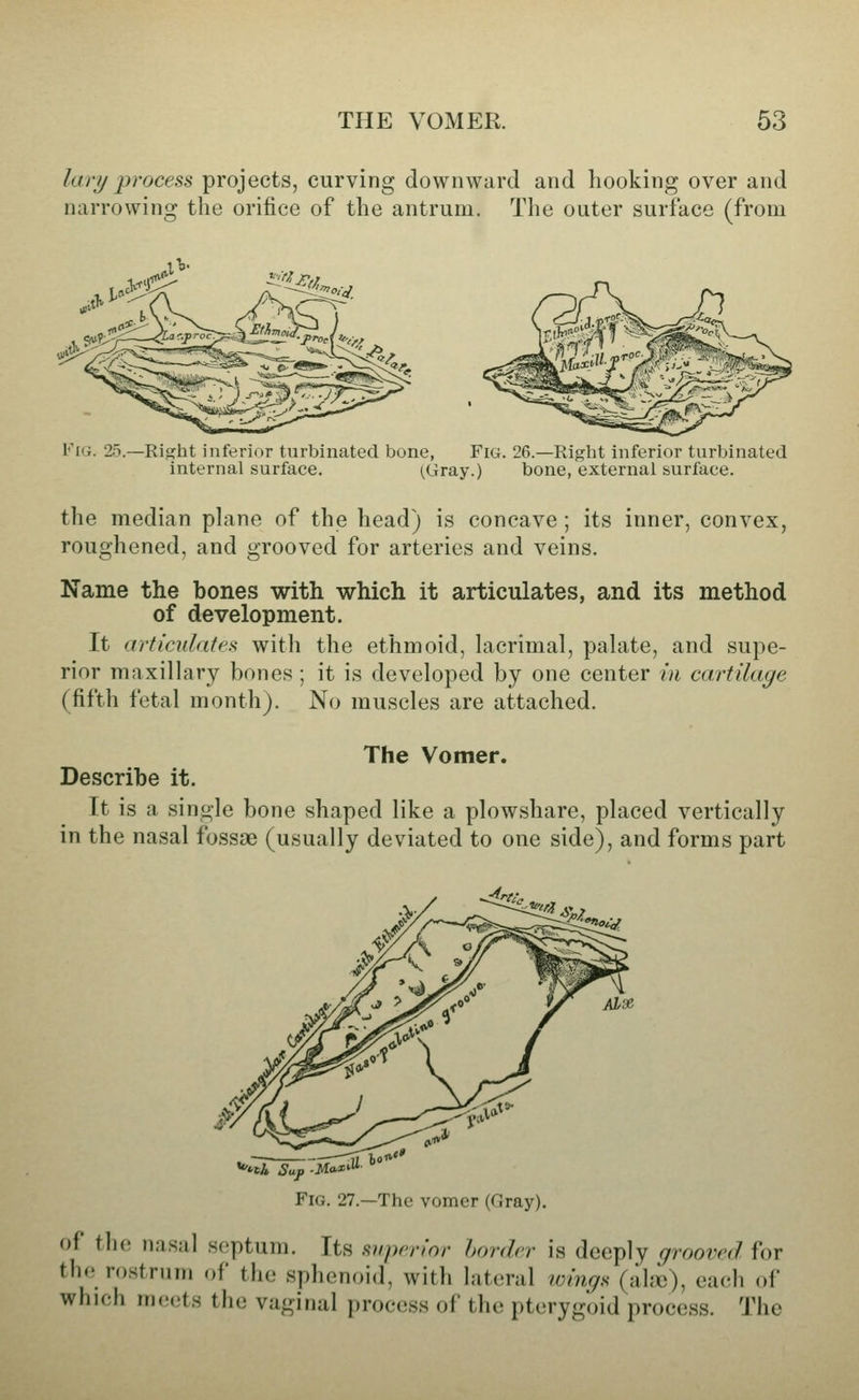 THE VOMER. 63 lari/ 2)rocess projects, curving downward and hooking over and narrowing the orifice of the antrum. The outer surface (from KiG. 25.—Riofht inferior turbinated bone, Fig. 26.—Right inferior turbinated internal surface. (Gray.) bone, external surface. the median plane of the head) is concave; its inner, convex, roughened, and grooved for arteries and veins. Name the bones with which it articulates, and its method of development. It articvlatpii with the ethmoid, hicrimal, palate, and supe- rior maxillary bones ; it is developed by one center in cartilage (fifth fetal month). No muscles are attached. The Vomer. Describe it. It is a single bone shaped like a plowshare, placed vertically in the nasal fossae (usually deviated to one side), and forms part ALX Fig. 27.—The vomer (Gray). of the nasal septum. Its siiprrior hordrr is deeply grooved for the ro.strum of the sphenoid, with lateral loings (ahx)), each of which meets the vaginal process of the pterygoid process. The