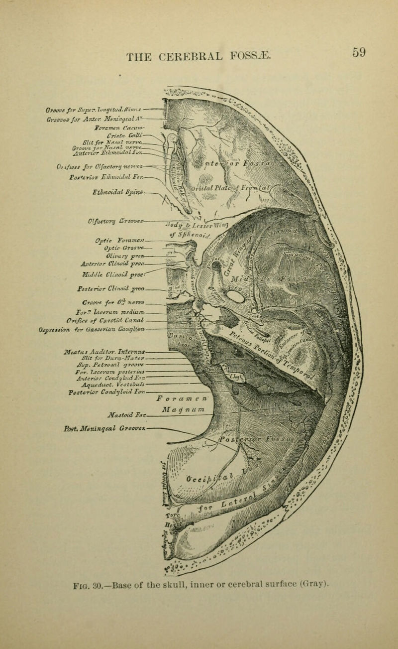 THE CEREBRAL FOSS.E. Groove pr Sn^e-r. tmgituJ.SinKs Graavu3 fjr Aittir MeninijtalA'' Cri^tn GnMi Slit far A>m/ AnUriMT JEOimoidalS,/; Or ifiott far OlfaeHmj iieT.f. ^os^-ctiof EJnnaidul fo Ethmoidal Sj>ins Olfactory CramtJ-— Opfi' Toinmcji- Ojiti^ OTOove— Olifanj yraor- Ajitnriar Clirwid ■pror— MiJi/U Cluwid jjToe PoaterloT CUnniJ, j^rroa Creovt for 6'i 7<in-o Tor^ Jnctruni mfdium. Cyifiee of Ca-ratid Canal Oepttuvtn. fir UaSJeriav, Cavrjlion Mcatiii Auditin-. Iltternus Slit fjr I)u.ra-Mafcr ^up. Petrosnl grca-iv Fnr. laeerum pjiUrius Anterior CotidylcLdTi^-n Aquidu-ct. Veitibuli PestcrUir Condyloid Firr. Mastoid Fai: Fast. MevXnqeal Groove*. I \