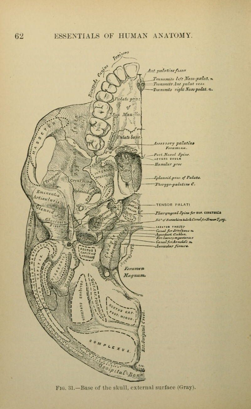 Ant pnlflintfosm JTmiismtti Irfe Naso-yalat.-n. TmnstiutsAnt yalat rcss Transmits right, NasofalM.t,. 'fees sory palatitia Faramina. PottNtctiil Sjiiiir. ^zvooe uvuix ■ Ha mulit r jt rue Vjf/tciioiU.proc. cf Palo/te. -TltTt/gn-faU,ttne C. TENSOR PALATI ■PJuiTi/Tufeal, Spiru.fvT ivt. CONCTDlCa -A^utduct. CoihUa- 'FoT. la^etrit. m.jx>rt*riu » CatuilfirrArnolU'l 3h,