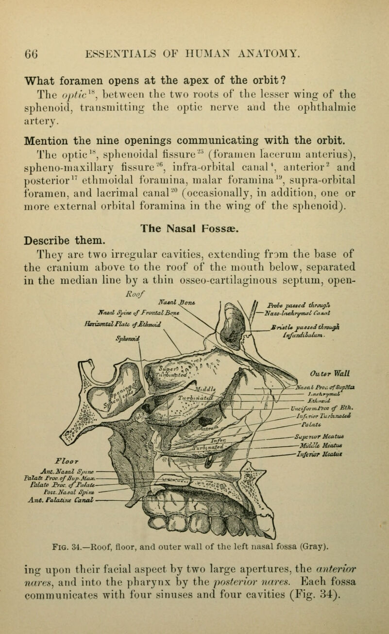 What foramen opens at the apex of the orbit? The optlc^''^ between the two roots of the lesser wing of the sphenoid, transmitting the optic nerve and the ophthalmic artery. Mention the nine openings communicating with the orbit. The optic', sphenoidal fissure' (foramen laccrum anterius), spheno-maxillary fissure'^*', infra-orbital canal', anterior^ and posterior'^ ethmoidal foramina, malar foramina^, supra-orbital foramen, and lacrimal canal■■^° (occasionally, in addition, one or more external orbital foramina in the wing of the sphenoid). The Nasal Fossae. Describe them. They are two irregular cavities, extending from the base of the cranium above to the roof of the mouth below, separated in the median line by a thin osseo-cartilaginous septum, open- Roof NouaZ, Jfiual S^inc vf frontal £one BBtaonulFlatc <rf£t}niwid, Prole poited thrmLgh Nato-lnehiymal Caiutl SrittU vatstd through IrifundCiaium ■ Fh JLnt.Natal Sjnne Palate /roc. of Suri-Max. FalaCo Broc. cfFalaU foit. Nasal Spittt Ant. PalaUiu CaTUtL Oaur Wall ''Nasa.k Broc. (TfSuptTaX i4-^ r-tJ.„vu h-1 Vticifoiml^oe if Eth. Inf<.Ttor TurbLTia-Udf Caiatt Sxijarwr Meatus Mi/idU. Mtatui Inferior Keatut Fig. 34.—Roof, floor, and outer wall of the left nasal fossa (Gray). ing upon their facial aspect by two large apertures, the anterior nares, and into the pharynx by the posterior nares. Each fossa communicates with four sinuses and four cavities (Fig. 34).