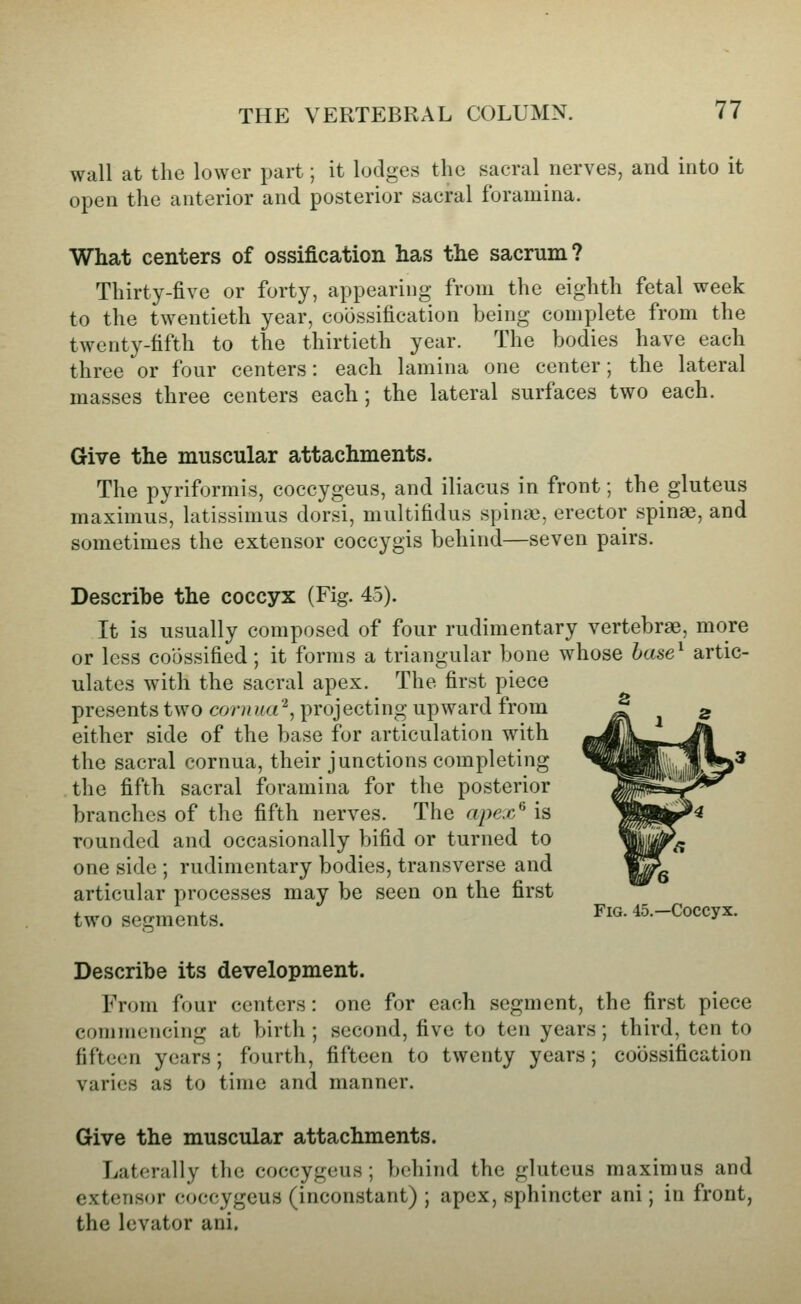 wall at the lower part; it lodges the sacral nerves, and into it open the anterior and posterior sacral foramina. What centers of ossification has the sacrum? Thirty-five or forty, appearing from the eighth fetal week to the twentieth year, coossification being complete from the twenty-fifth to the thirtieth year. The bodies have each three or four centers: each lamina one center; the lateral masses three centers each; the lateral surfaces two each. Give the muscular attachments. The pyriformis, coccygeus, and iliacus in front; the gluteus maximus, latissinms dorsi, multifidus spina), erector spinas, and sometimes the extensor coccygis behind—seven pairs. Describe the coccyx (Fig. 45). It is usually composed of four rudimentary vertebrae, more or less cobssified; it forms a triangular bone whose base^ artic- ulates with the sacral apex. The first piece presents two cornua'^, projecting upward from either side of the base for articulation with the sacral cornua, their junctions completing the fifth sacral foramina for the posterior branches of the fifth nerves. The apex^ is rounded and occasionally bifid or turned to one side ; rudimentary bodies, transverse and articular processes may be seen on the first two segments. Fig. 45.-Coccyx. Describe its development. From four centers: one for each segment, the first piece commencing at birth; second, five to ten years; third, ten to fifteen years; fourth, fifteen to twenty years; coossification varies as to time and manner. Give the muscular attachments. Laterally the coccygeus; behind the gluteus maximus and extensor coccygeus (inconstant) ; apex, sphincter ani; in front, the levator ani.