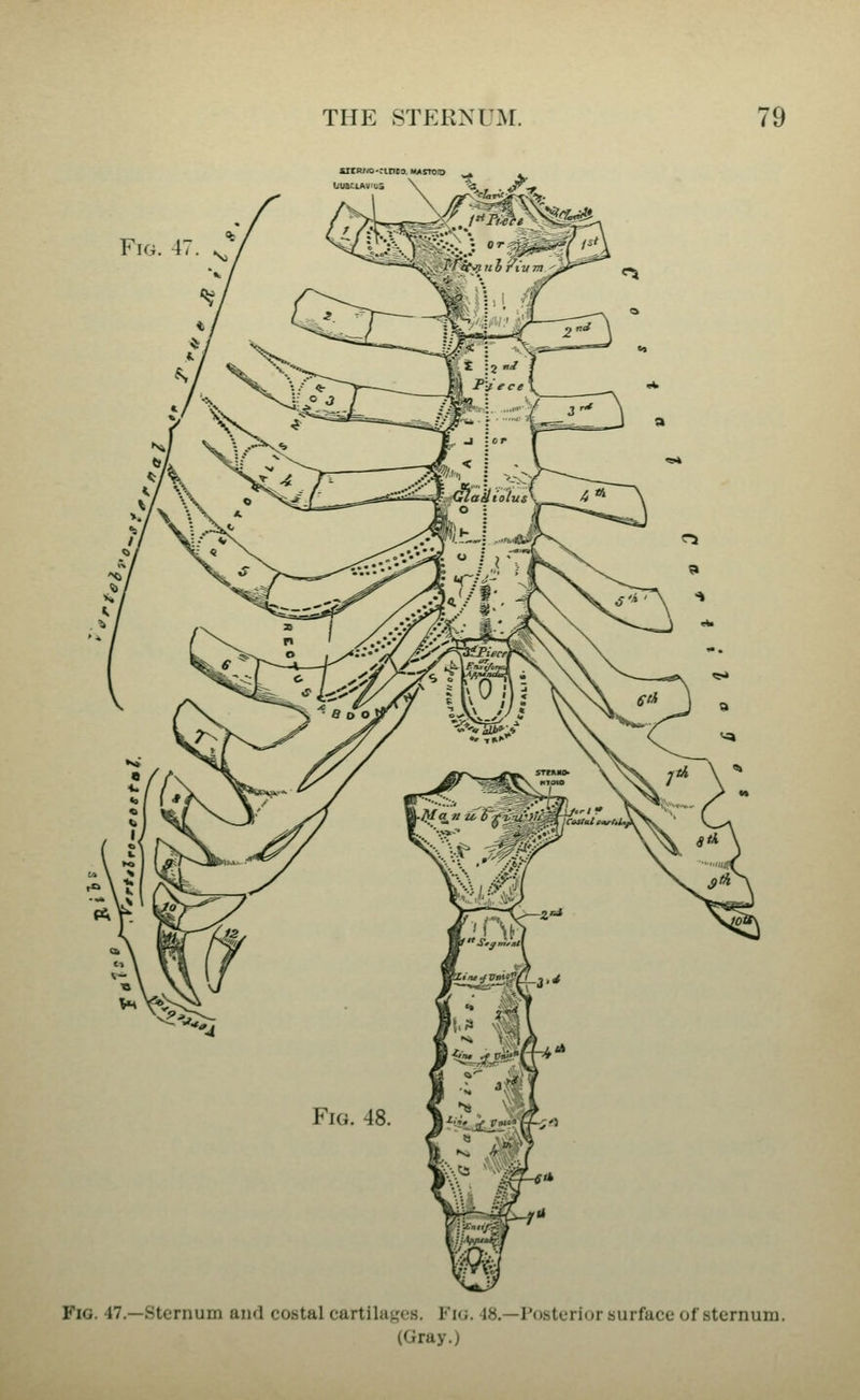 Fig. 47.—Sternum and costal cartila^'t-s. Vm. 18.—Posterior surface of sternum. (Gray.)