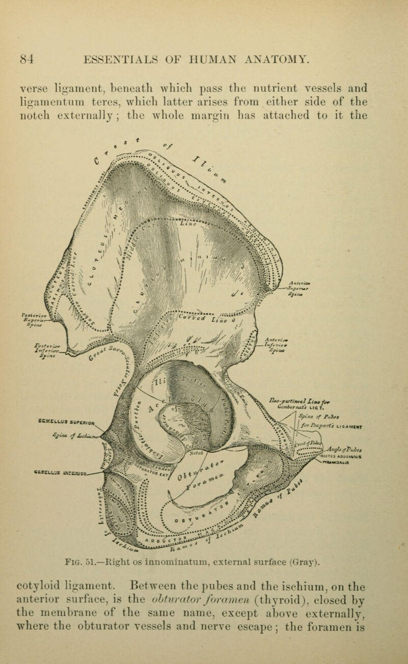 verse ligament, beneath which pass the nutrient vessels and ligamentuni teres, which latter arises from either side of the notch externally ; the whole margin has attached to it the BCKCLLUS SUPCRiOR SECELCJS WCERJOS Spine or Ful,$ far Fnupart's LlC/tMCDT :Tts AooowyritS rrUMiSALis Fig. 51.—Right os innomiuatum, external surface (Gray). cotyloid ligament. Between the pubes and the ischium, on the anterior surface, is the ohfurator foramen (thyroid), closed by the membrane of the same name, except above externally, where the obturator vessels and nerve escape; the foramen is