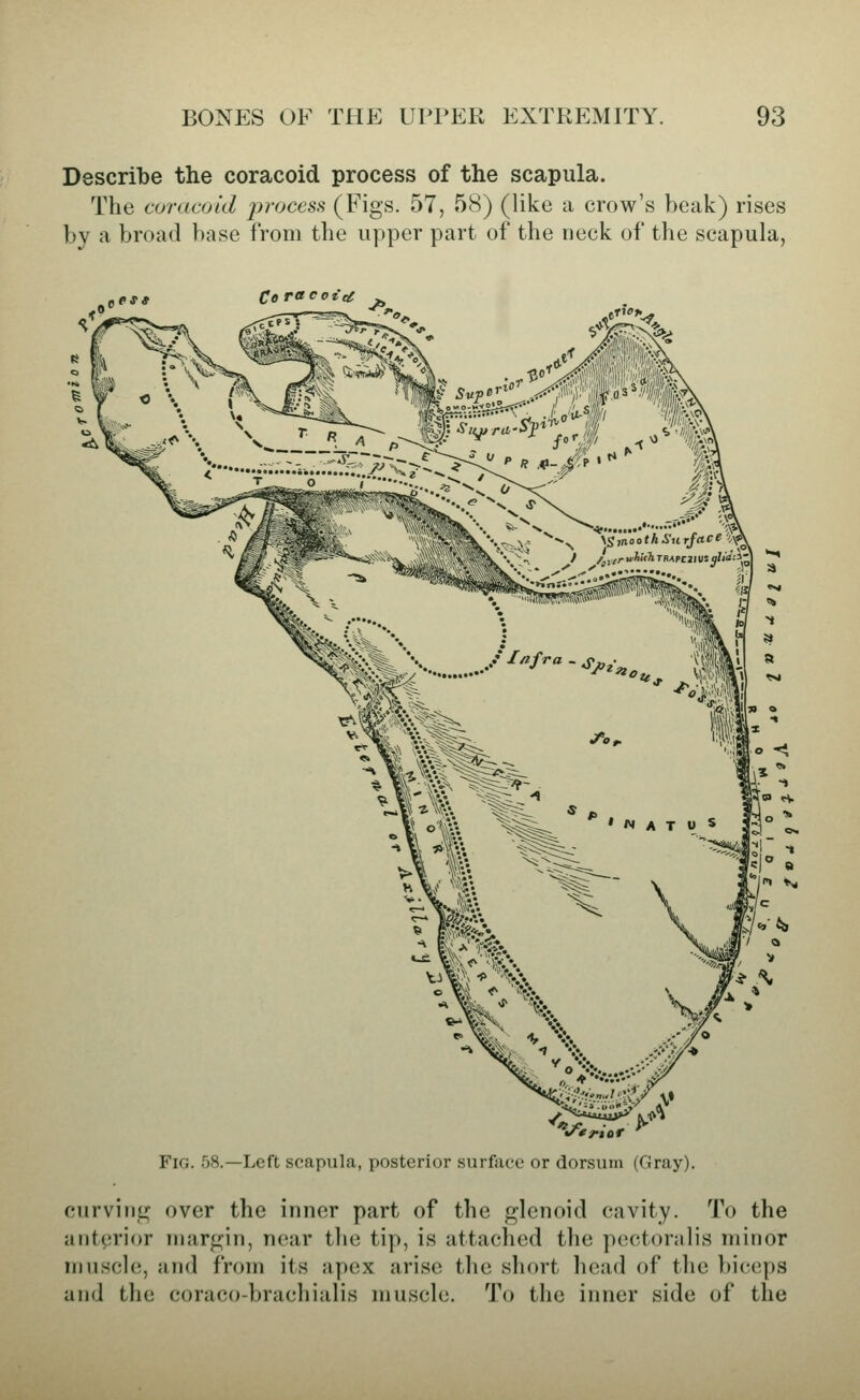 Describe the coracoid process of the scapula. The coracoid process (Figs. 57, 58) (like a crow's beak) rises by a broad base from the upper part of the neck of the scapula, ,p J* Ce ra cat'cg j^ Fig. 58.—Left scapula, posterior surface or dorsum (Gray). curvinjj^ over the inner part of the glenoid cavity. To the anterior inarfi:;in, near tlie tip, is attached the p(!ctoralis minor muscle, and from its apex arise the short head of the biceps and the coraco-brachialis muscle. To the inner side of the