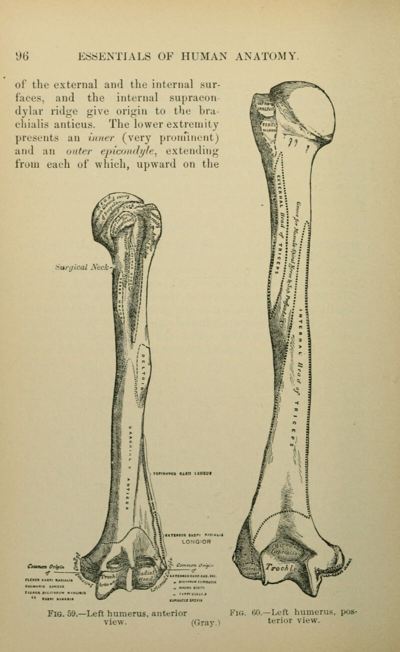 of the external and the internal sur- faces, and the internal supracon dylar ridge give origin to the bra- chialis anticus. The lower extremity presents an iiiatr (very proniinent) and an outer epicotidyle., extending from each of which, upward on the iurgical Xt luruiiTsi tuiftt >4 > h ^. /. ,>\' rock It Fig. 59.—Left humerus, anterior Fig. 60.—Left humerus, pos- view. (Gray.> terior view.