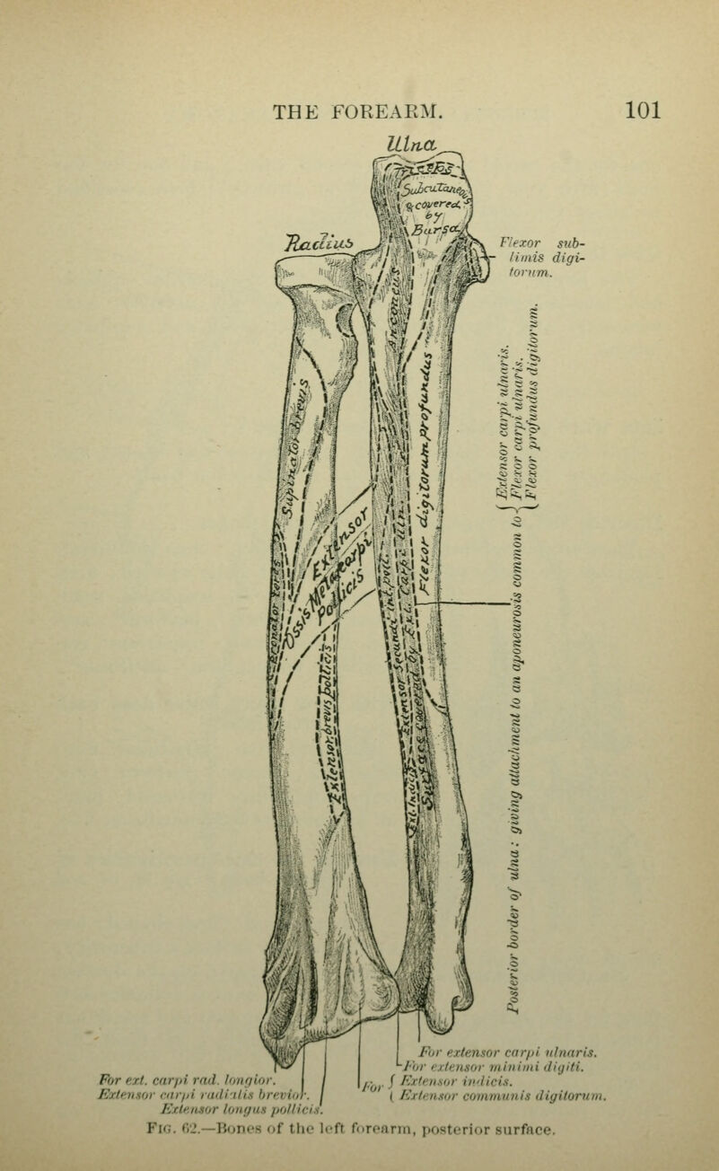 Ulna /./ V,\V liiiiis digi- tornm. For extensor carpi iilnaris. '-1-hr rjttnsor minimi digiii. For ezl. carpi rod. longio,. Extejisor carpi riidi-tli.i hrevin.. Exlf.iisor lonyus pollicis. Fi<;. Ci'l.—Ii<jn<'s of the left foroarin, postorior siirfnre / • / KxU-naor ivAicis. ( Extensor communis digitorum.