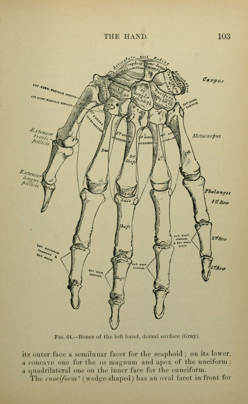 «,' «'.t>t»^ Carpui Metacarpus Z^Rovf i r.Rotir Fig. 01.—Bones of the left huinl, dorsal surfufe (tiray). its outer face a semilunar facet for the scaphoid ; on its lower, a concave one for the os magnum and apex of the unciform ; a (jiiadrilateral one on the inner face for the cuneiform. Tile ciuu'jform.^ (wedge-shaped) has an oval facet in front for