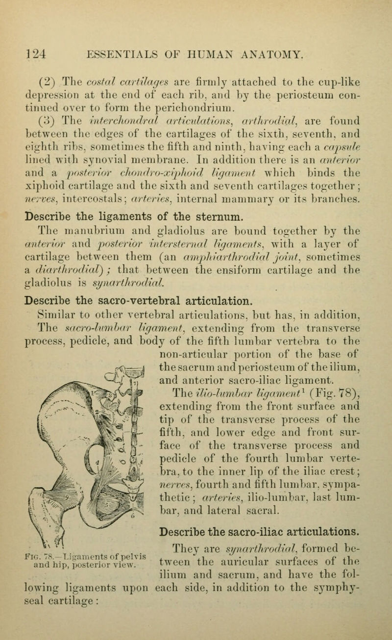 (2) The coiifal cartilages are firmly attached to the cup-like depression at the end of each rib. and by the periosteum con- tinued over to form the perichondrium. (3) The intercliondral articulations^ arthrodlal^ are found between the edges of the cartilages of the sixth, seventh, and eighth ribs, sometimes the fifth and ninth, having each a cajiside lined with synovial membrane. In addition there is an anterior and a posterior cltondro-xiplioid ligament which binds the xiphoid cartilage and the sixth and seventh cartilages together ; nerves^ intercostals; arteries^ internal mammary or its branches. Describe the ligaments of the sternum. The njanubrium and gladiolus are bound together by the anterior and posterior intersternal ligaments, with a layer of cartilage between them (an ampliiarthrodial joint^ sometimes a diarthrrjdial) ; that between the ensiform cartilage and the gladiolus is synarthrodial. Describe the sacro-vertebral articulation. Similar to other vertebral articulations, but has, in addition, The sacrodumhar ligament, extending from the transverse process, pedicle, and body of the fifth lumbar vertebra to the non-articular portion of the base of the sacrum and periosteum of the ilium, and anterior sacro-iliac ligament. The iliodnmhar ligament^ (Fig. 78), extending from the front surface and tip of the transverse process of the fifth, and lower edge and front sur- face of the transverse process and pedicle of the fourth lumbar verte- bra, to the inner lip of the iliac crest; nerves, fourth and fifth lumbar, sympa- thetic ; arteries, ilio-lumbar, last lum- bar, and lateral sacral. Describe the sacro-iliac articulations. They are synarthrodial, formed be- tween the auricular surfaces of the ilium and sacrum, and have the fol- lowing ligaments upon each side, in addition to the symphy- seal cartilage: Fig. T8.—Ligaments of pelvis and hip, posterior view.