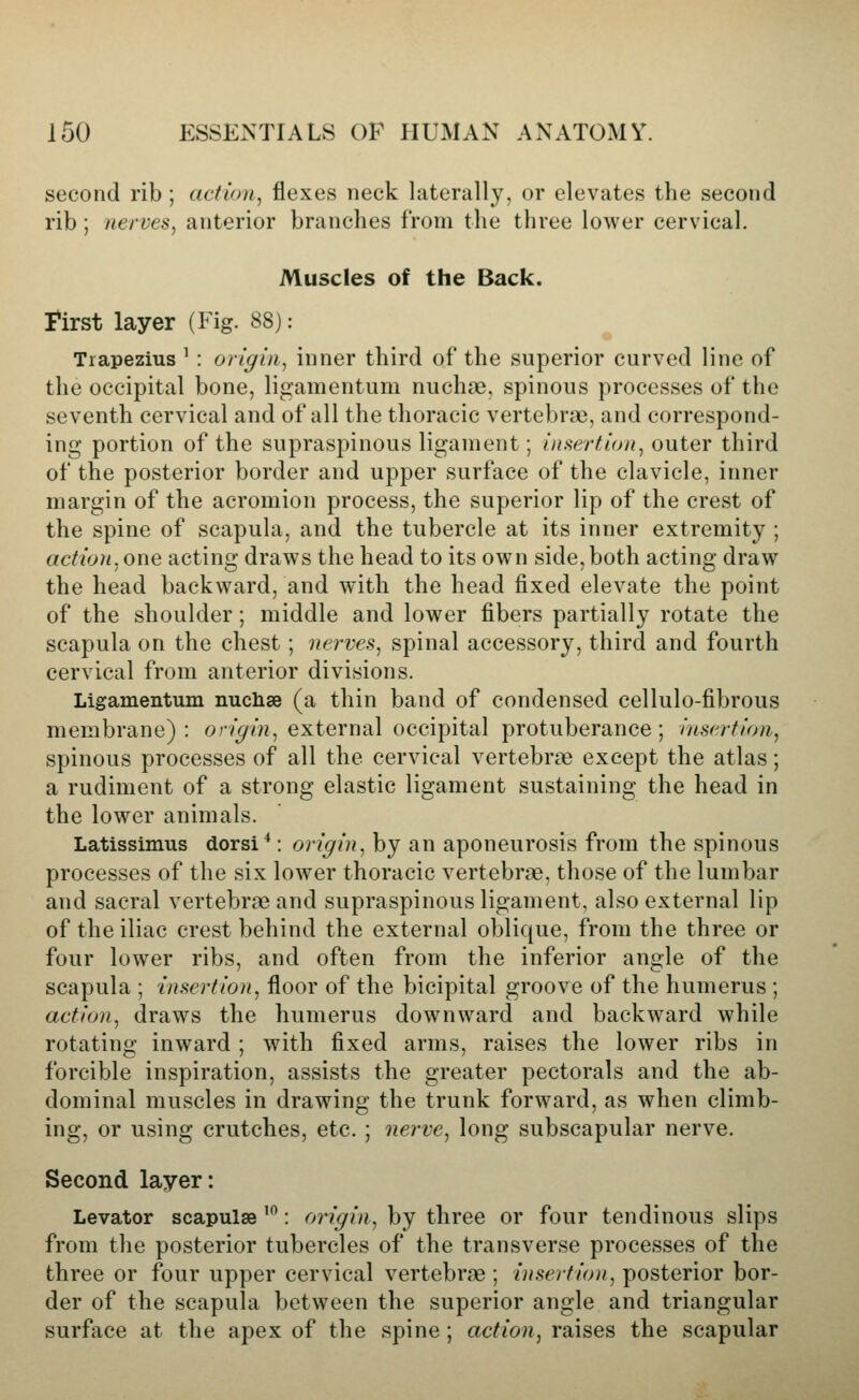 second rib; action, flexes neck laterally, or elevates the second rib; nerves, anterior branches from the three lower cervical. Muscles of the Back. first layer (Fig. 88): Trapezius ' : origin, inner third of the superior curved line of the occipital bone, ligamentum nuchas, spinous processes of the seventh cervical and of all the thoracic vertebrae, and correspond- ing portion of the supraspinous ligament; insertion, outer third of the posterior border and upper surface of the clavicle, inner margin of the acromion process, the superior lip of the crest of the spine of scapula, and the tubercle at its inner extremity ; action, one acting draws the head to its own side, both acting draw the head backward, and with the head fixed elevate the point of the shoulder; middle and lower fibers partially rotate the scapula on the chest; nerves, spinal accessory, third and fourth cervical from anterior divisions. Ligamentum nuclise (a thin band of condensed cellulo-fibrous membrane): c»r/^/«, external occipital protuberance; insertion, spinous processes of all the cervical vertebrae except the atlas; a rudiment of a strong elastic ligament sustaining the head in the lower animals. Latissimus dorsi*: origin, by an aponeurosis from the spinous processes of the six lower thoracic vertebras, those of the lumbar and sacral vertebras and supraspinous ligament, also external lip of the iliac crest behind the external oblique, from the three or four lower ribs, and often from the inferior angle of the scapula ; insertion, floor of the bicipital groove of the humerus ; action, draws the humerus downward and backward while rotating inward ; with fixed arms, raises the lower ribs in forcible inspiration, assists the greater pectorals and the ab- dominal muscles in drawing the trunk forward, as when climb- ing, or using crutches, etc. ; nerve, long subscapular nerve. Second layer: Levator scapulae '°: origin, by three or four tendinous slips from the posterior tubercles of the transverse processes of the three or four upper cervical vertebrae ; insertion, posterior bor- der of the scapula between the superior angle and triangular surface at the apex of the spine; action, raises the scapular